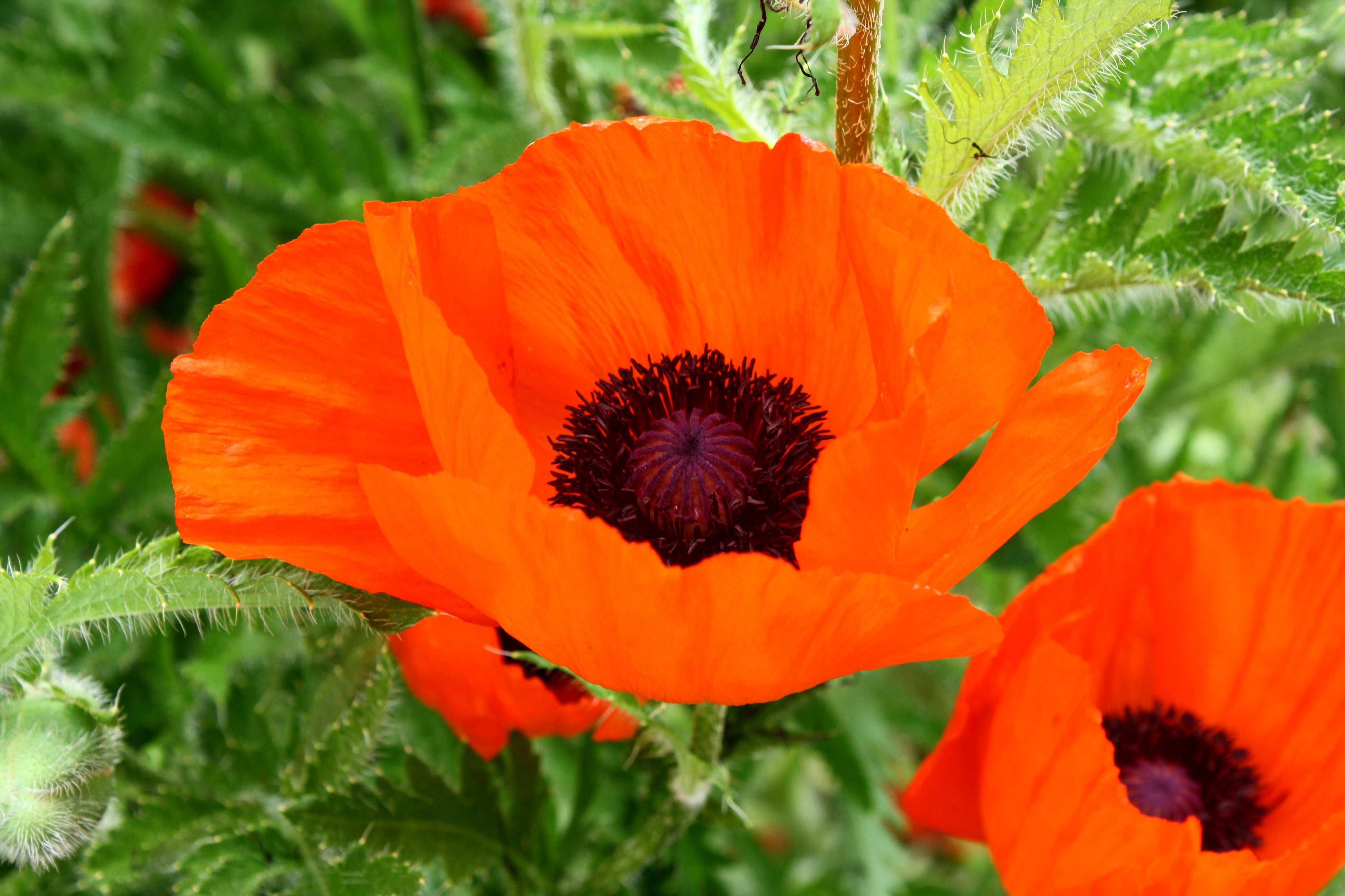 Orange Poppy Flower Picture | Free Photograph | Photos Public Domain