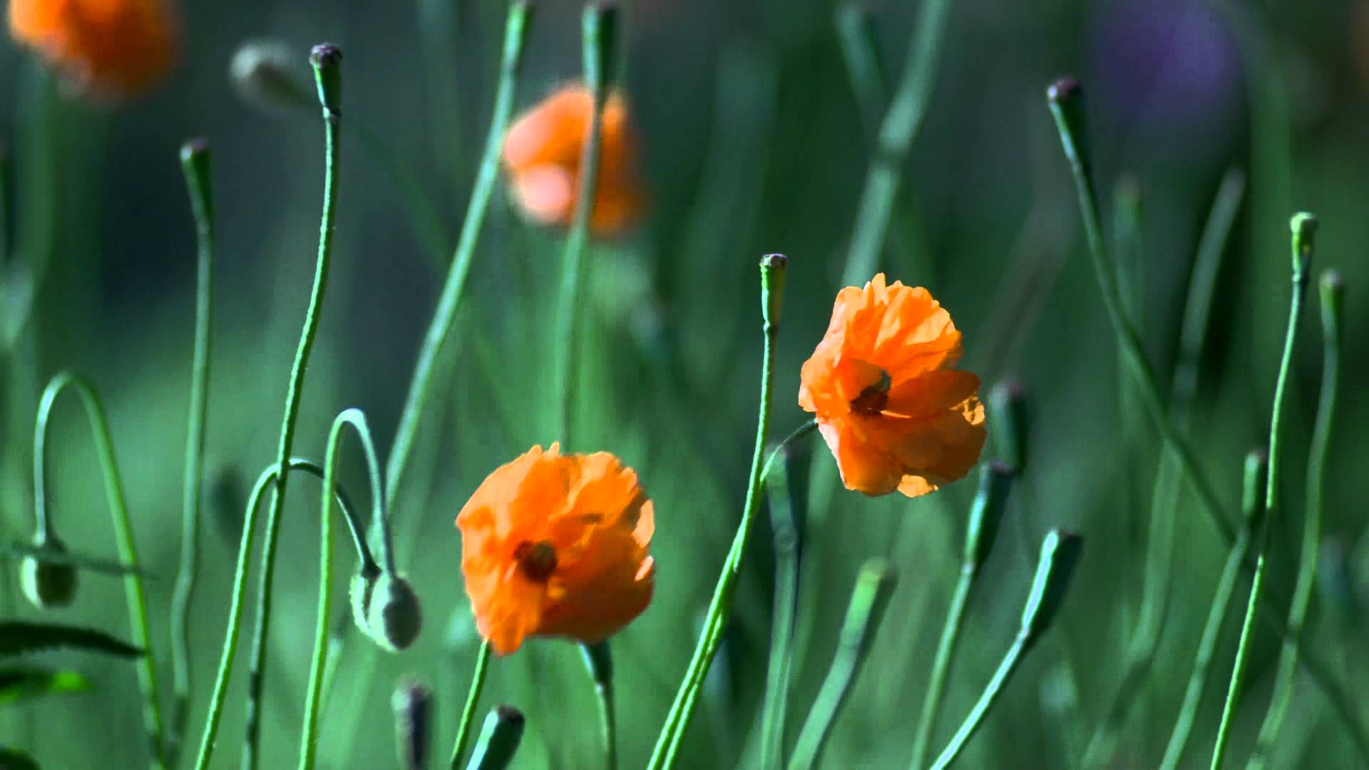 Orange flowers - YouTube