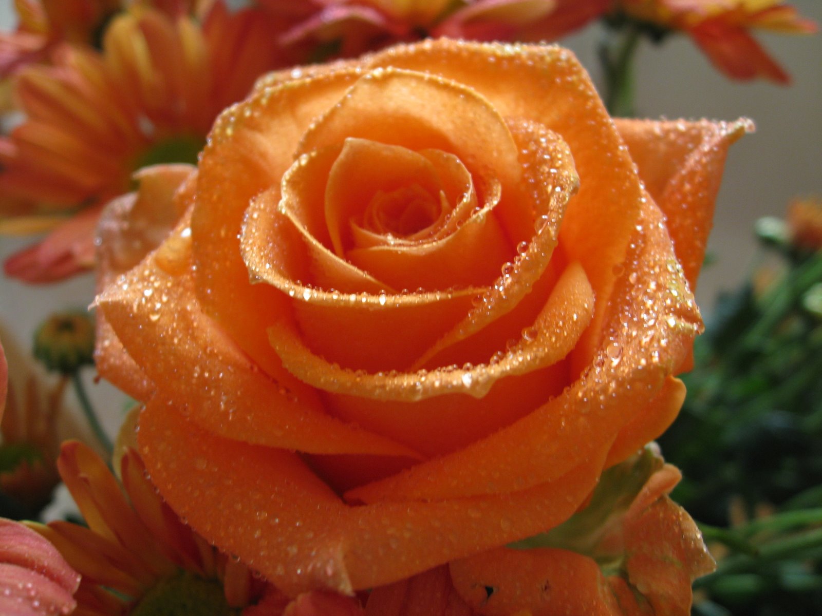Orange rose photo