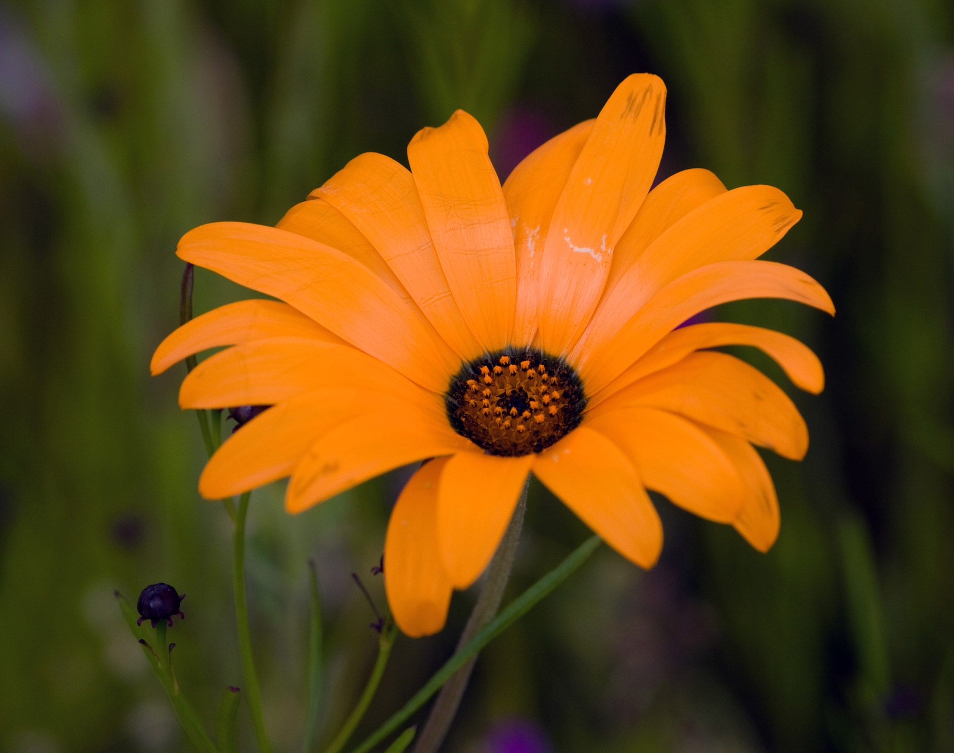 Orange Flower Free Stock Photo - Public Domain Pictures