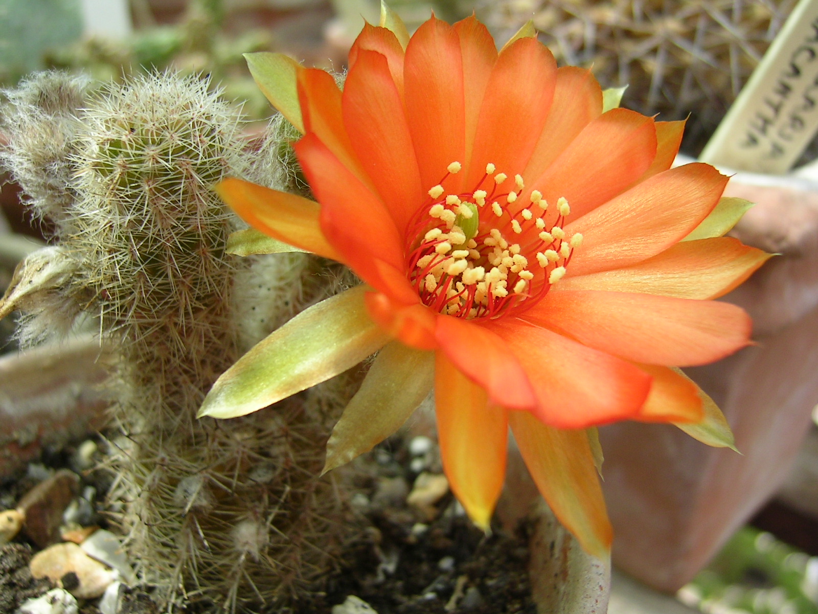 Flowering : Beauty Flowering Cactus Plants With Orange Flower ...