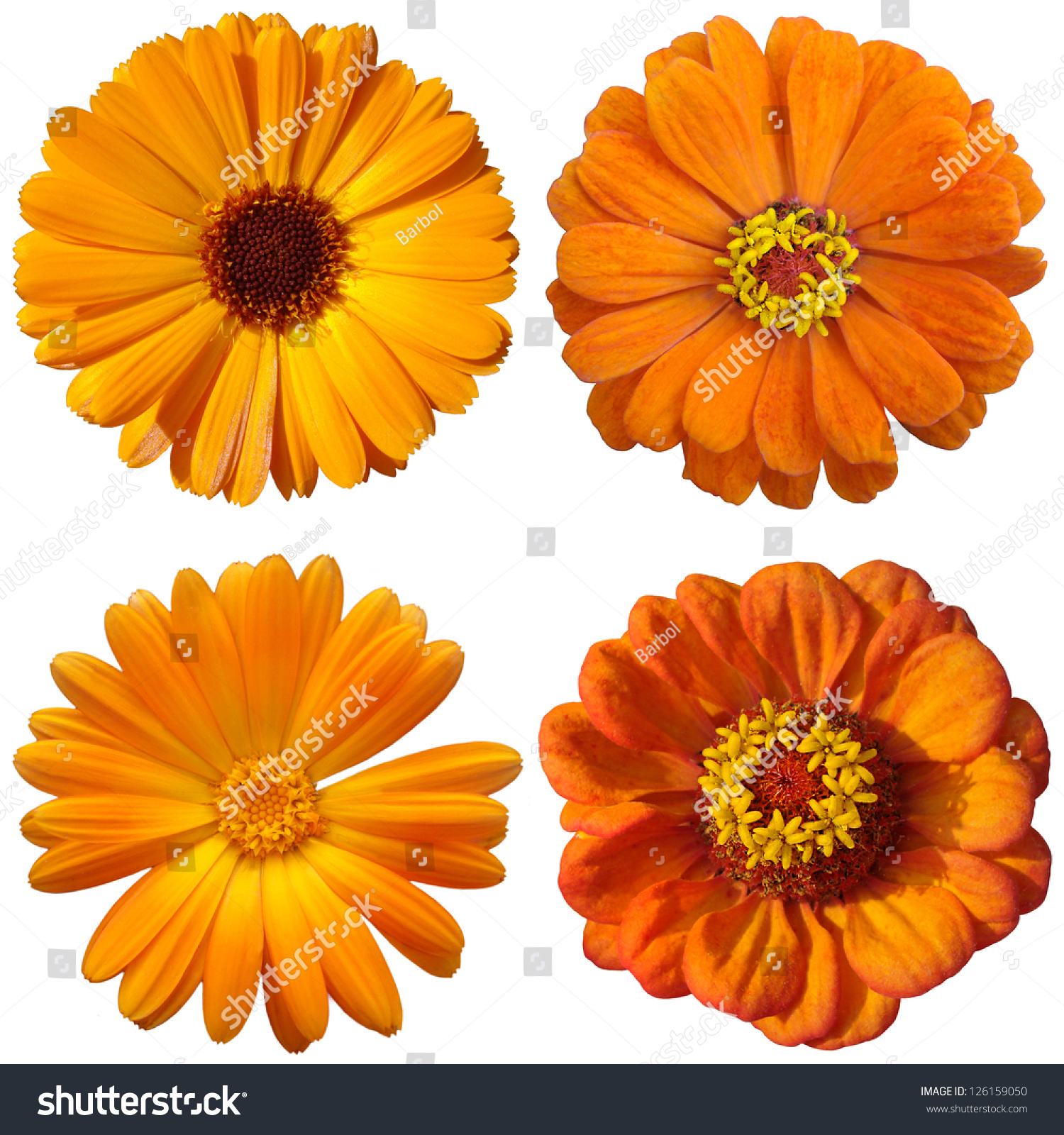 Collage Orange Flowers Stock Photo & Image (Royalty-Free) 126159050 ...