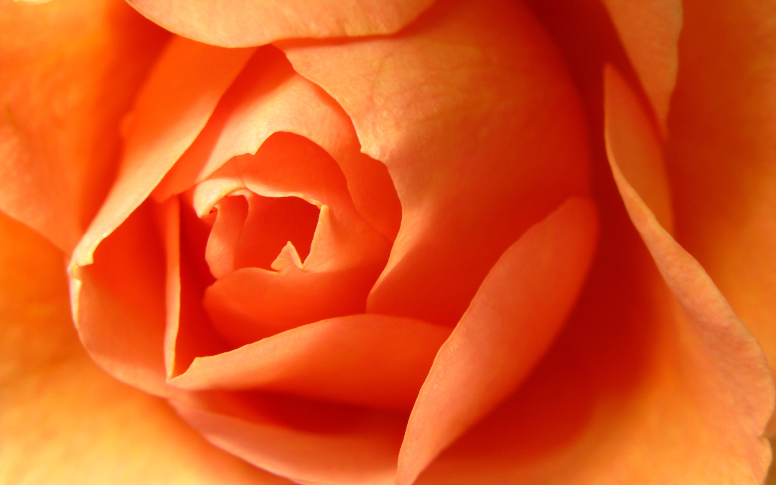 Color images Orange Flowers HD wallpaper and background photos ...