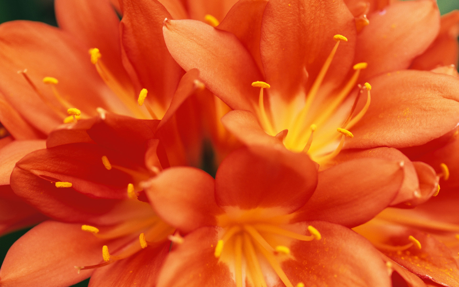 HD Orange Flowers Wallpapers | Download Free - 863923