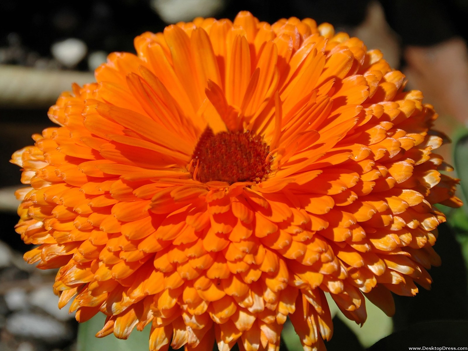Desktop Wallpapers » Flowers Backgrounds » Fresh Orange Flower » www ...