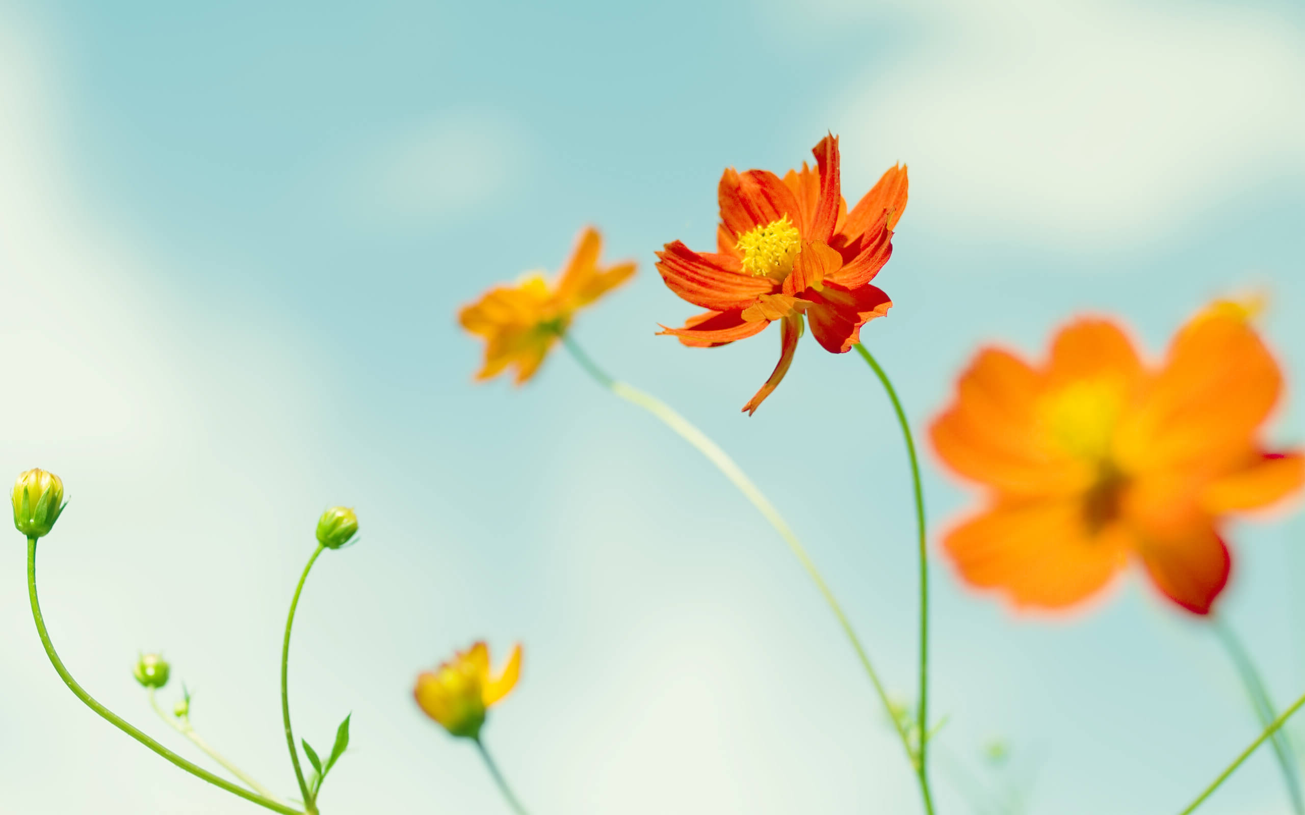 Minimal orange flower :: Free High quality Flower wallpaper