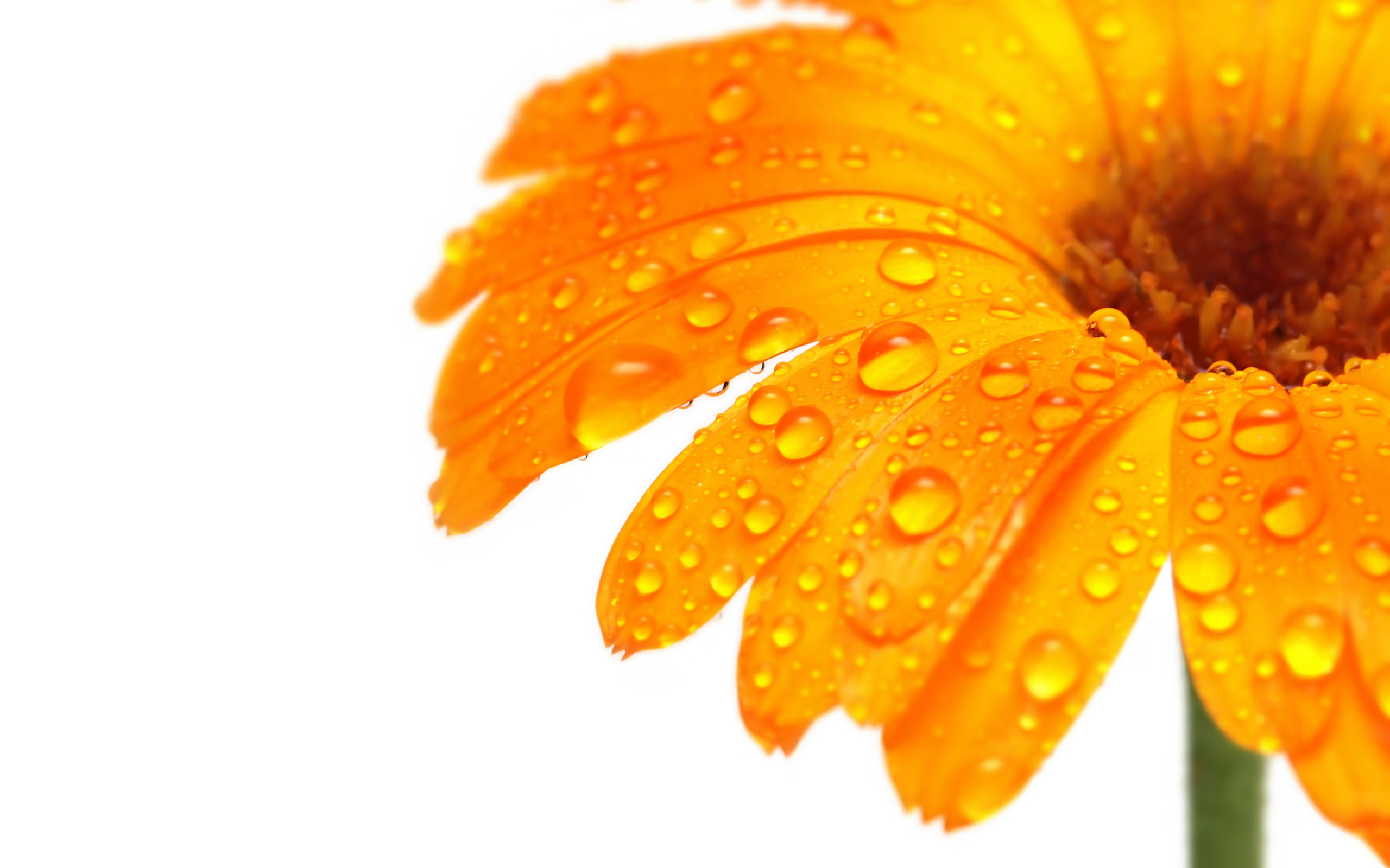 Dewy Orange Flower