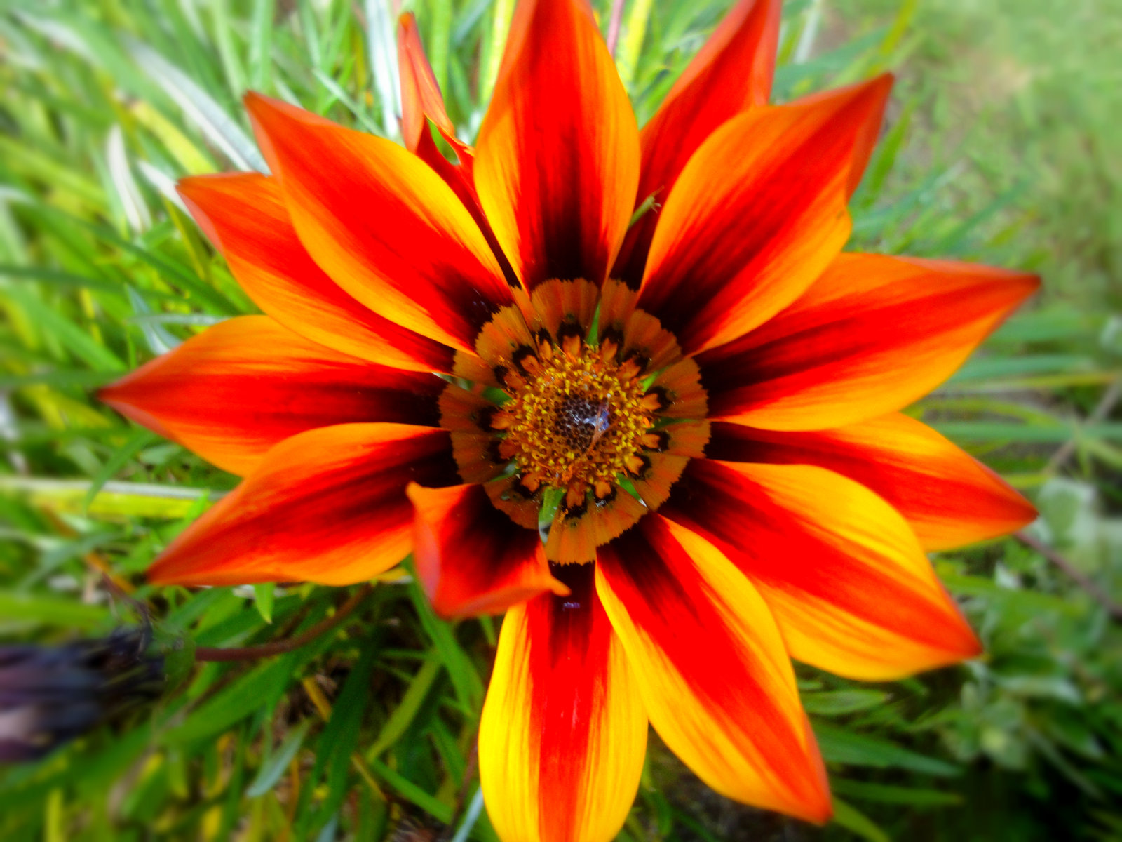Оранжевый цветок садовый