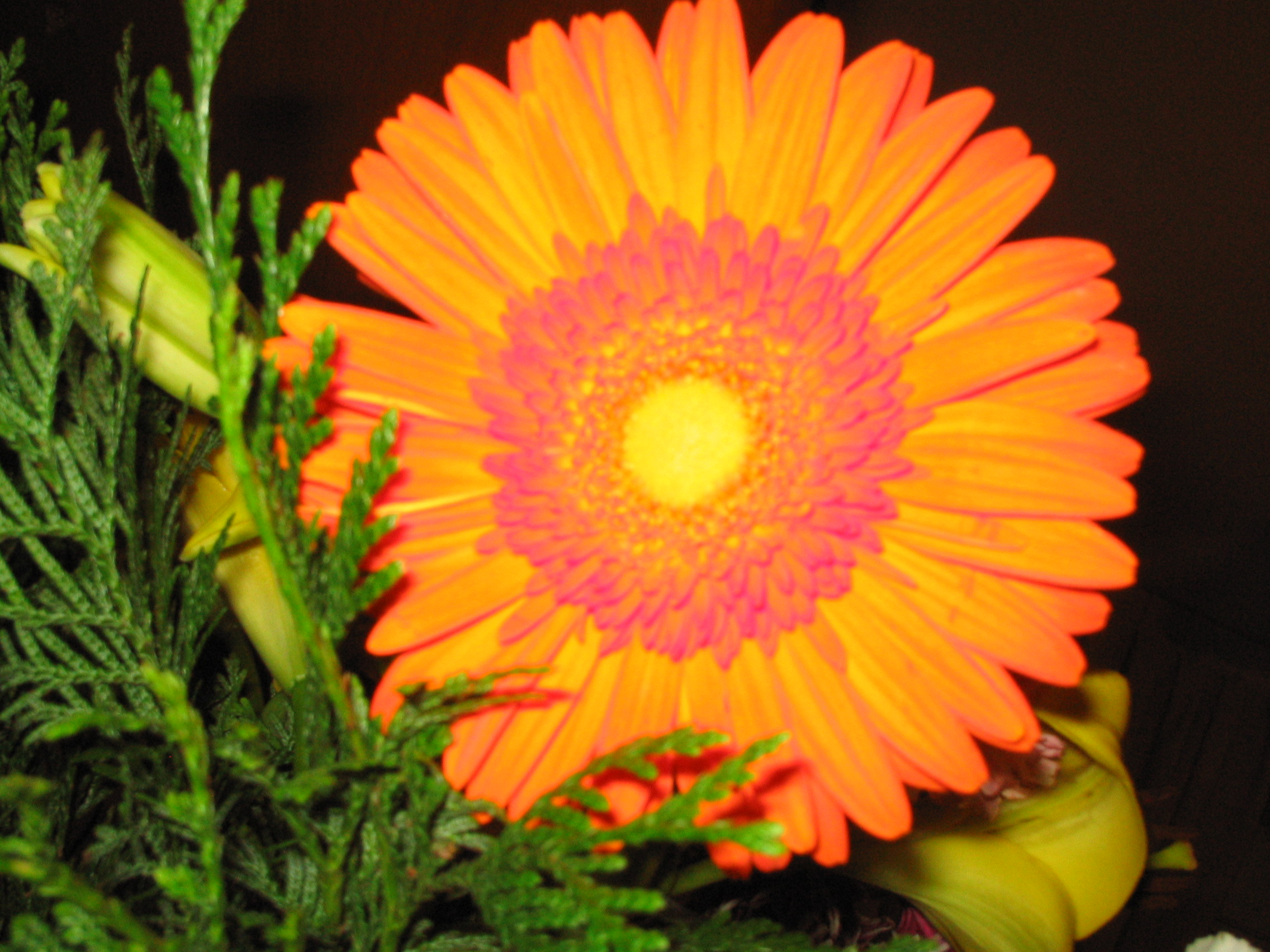 File:Orange Flower.jpg - Wikimedia Commons