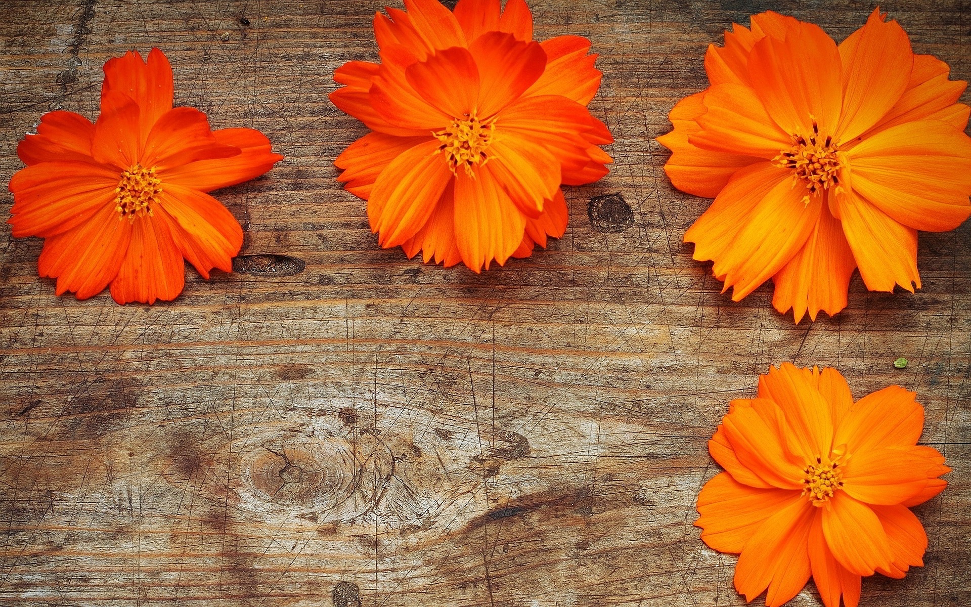 Pretty orange flower photo