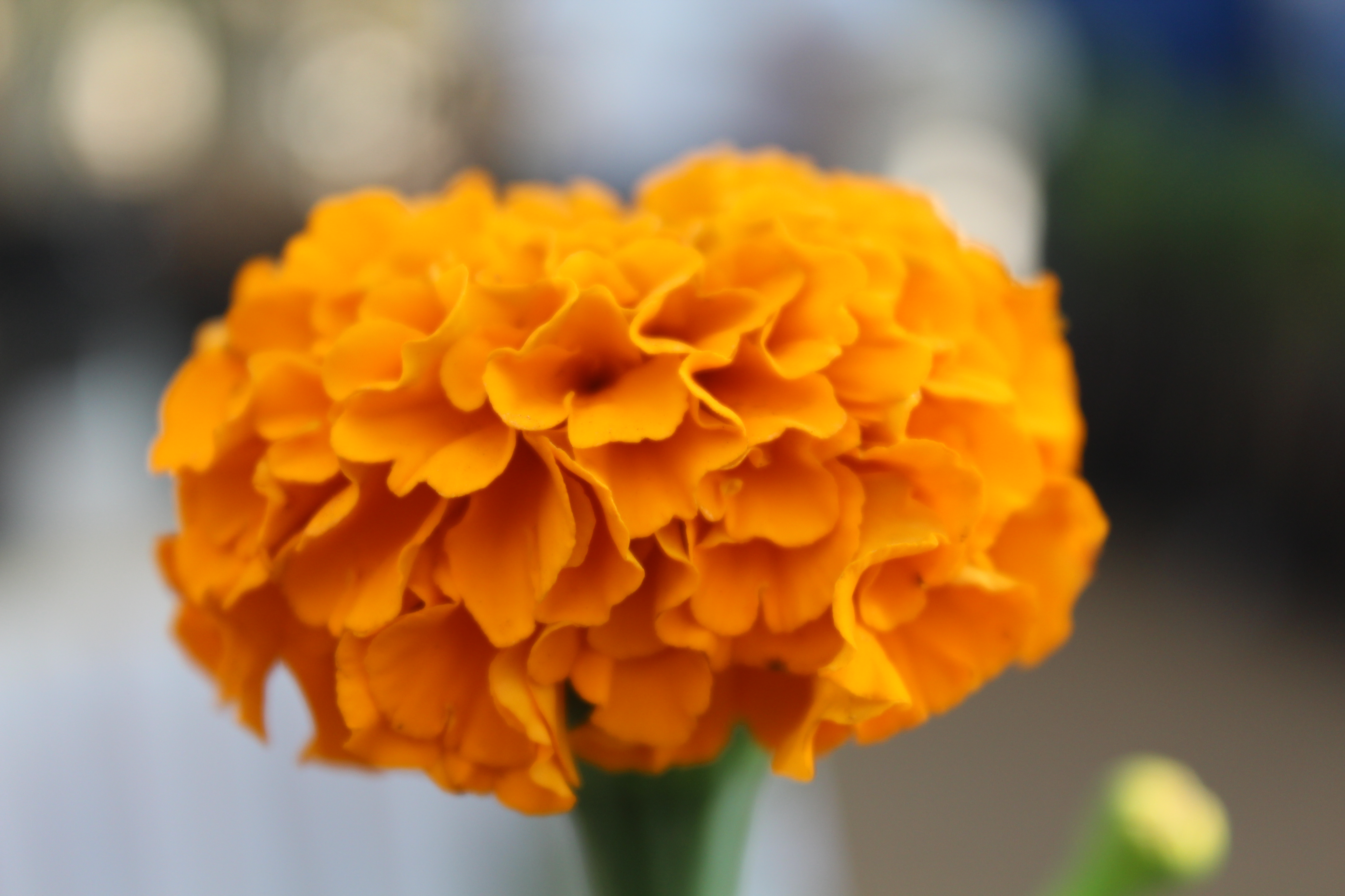 Yellow Orange Flower Lovely : Public Domain Pictures