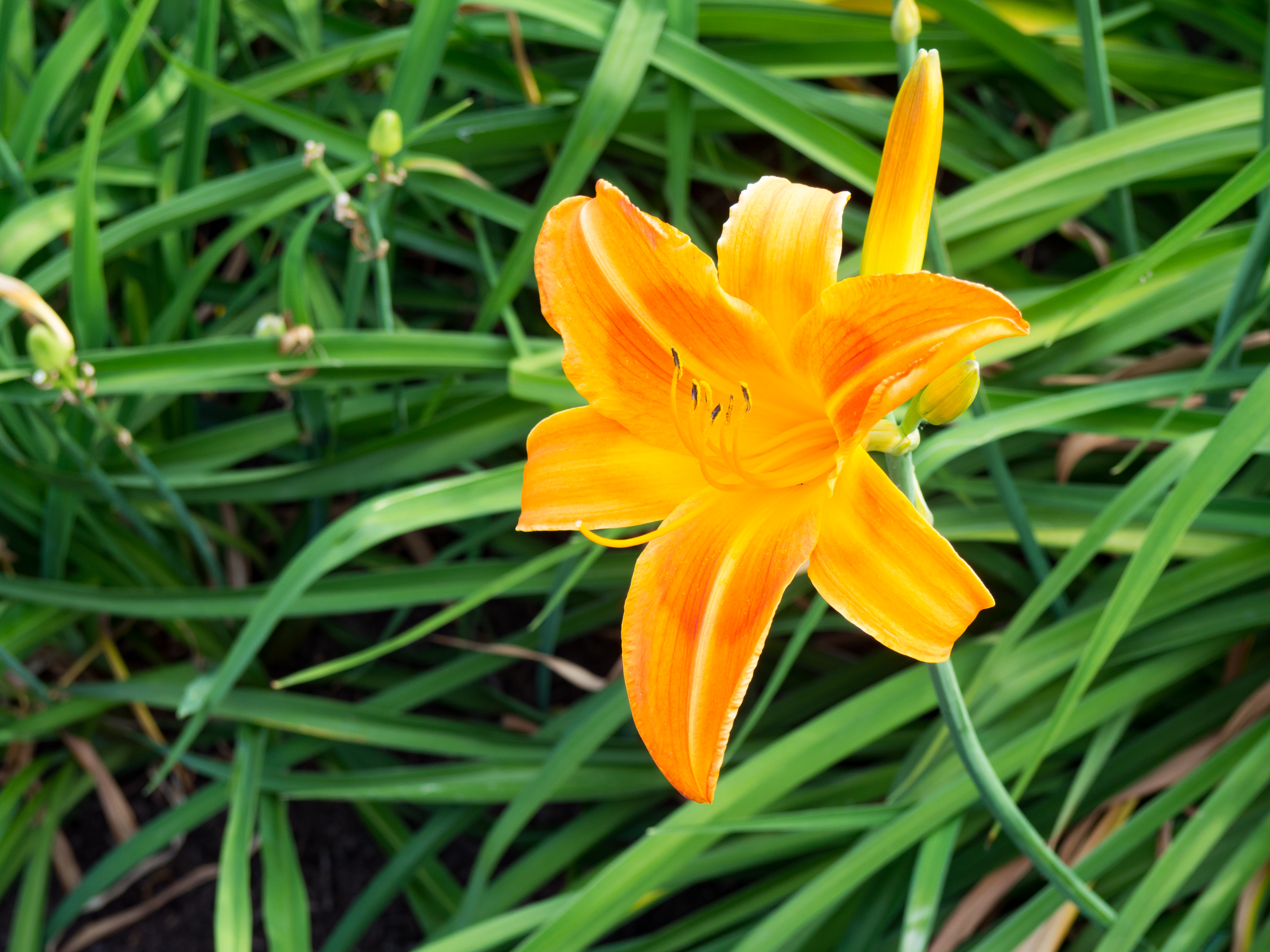 Orange Flower and Leaves – MMT
