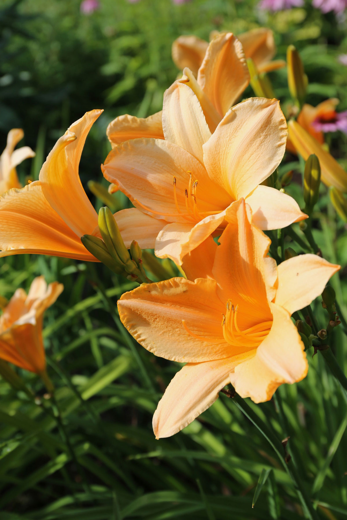 How to Use Orange in Your Flower Garden - Longfield Gardens