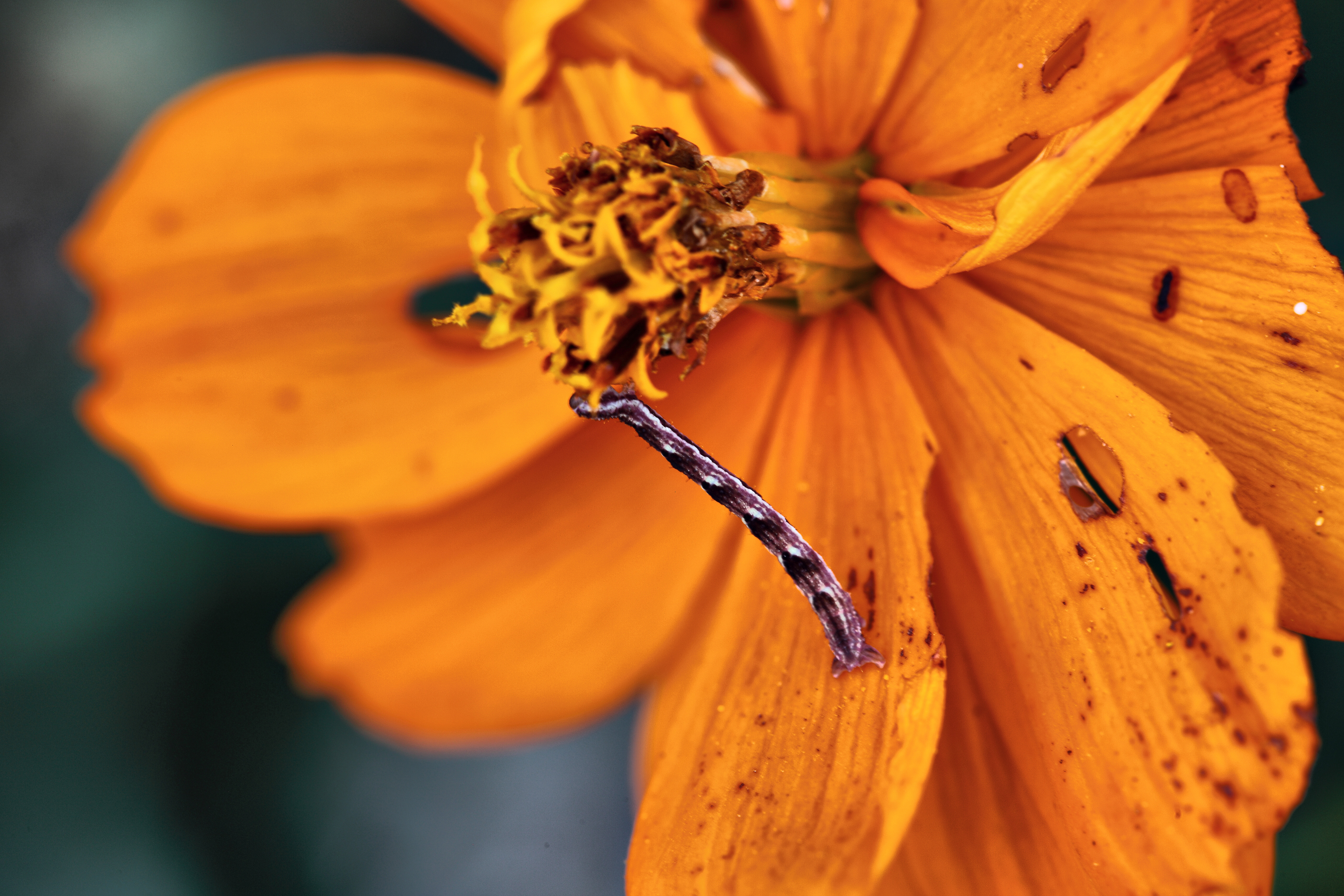 Orange Flower Worm Eating | Unusual| Free Nature Pictures by ...