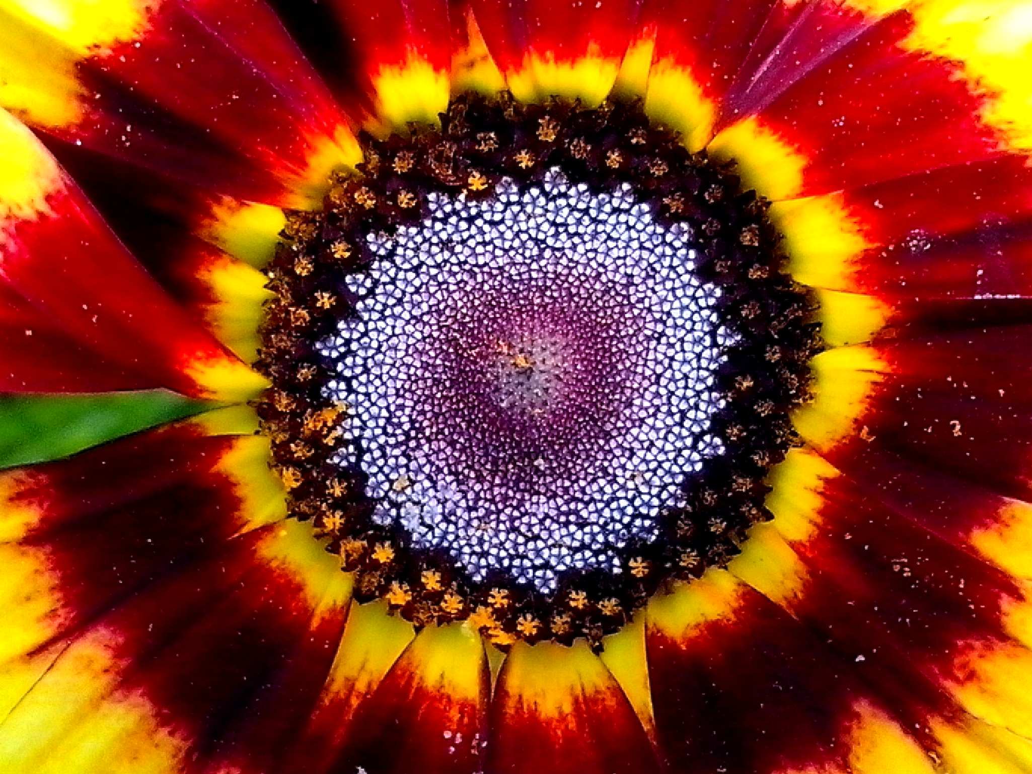 Free picture: up-close, orange flower, petals