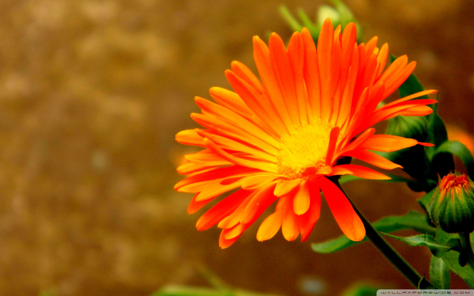 Orange Flower ❤ 4K HD Desktop Wallpaper for 4K Ultra HD TV • Tablet ...