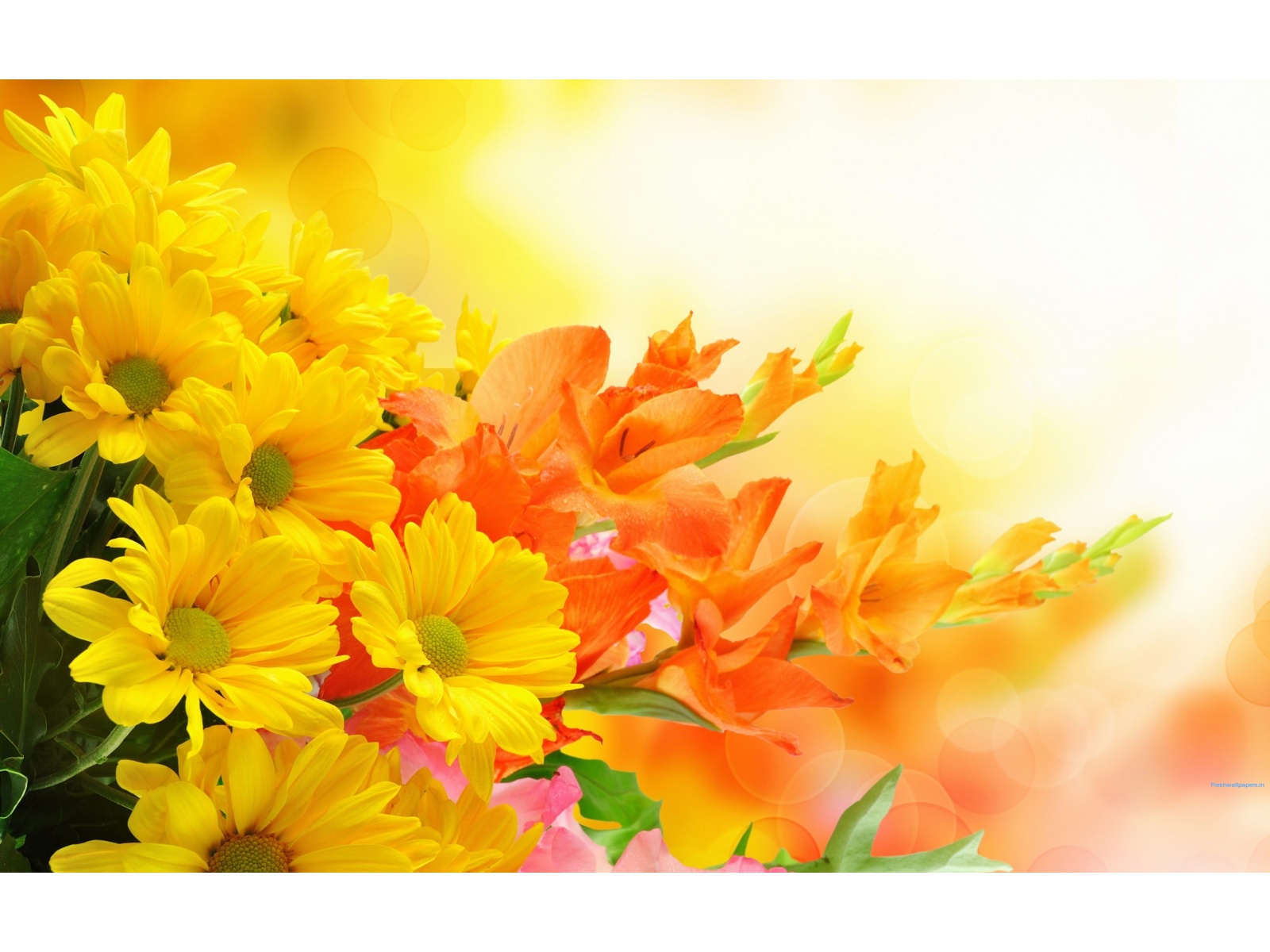 Yellow and Orange Flowers wallpapers