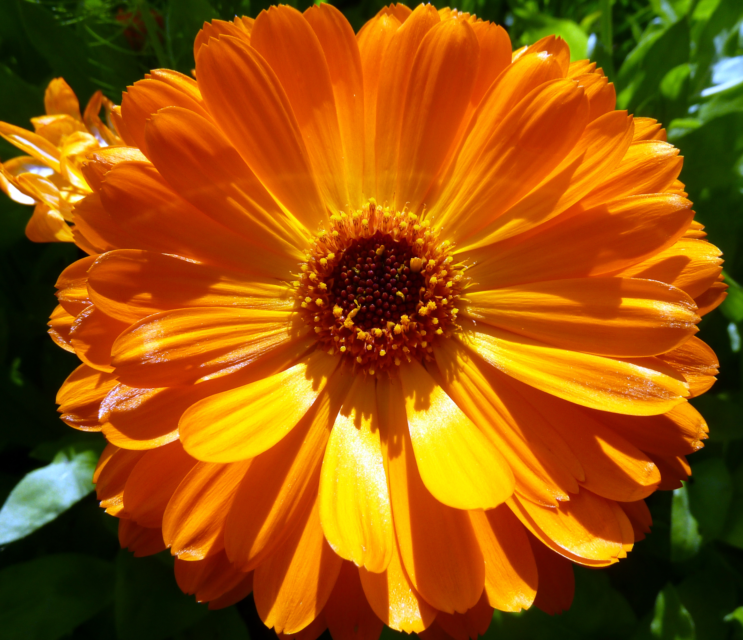 File:Orange flower (7433774546).jpg - Wikimedia Commons
