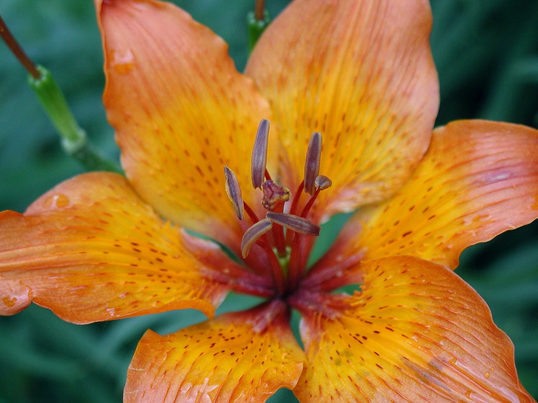 Free picture: lily, orange flower