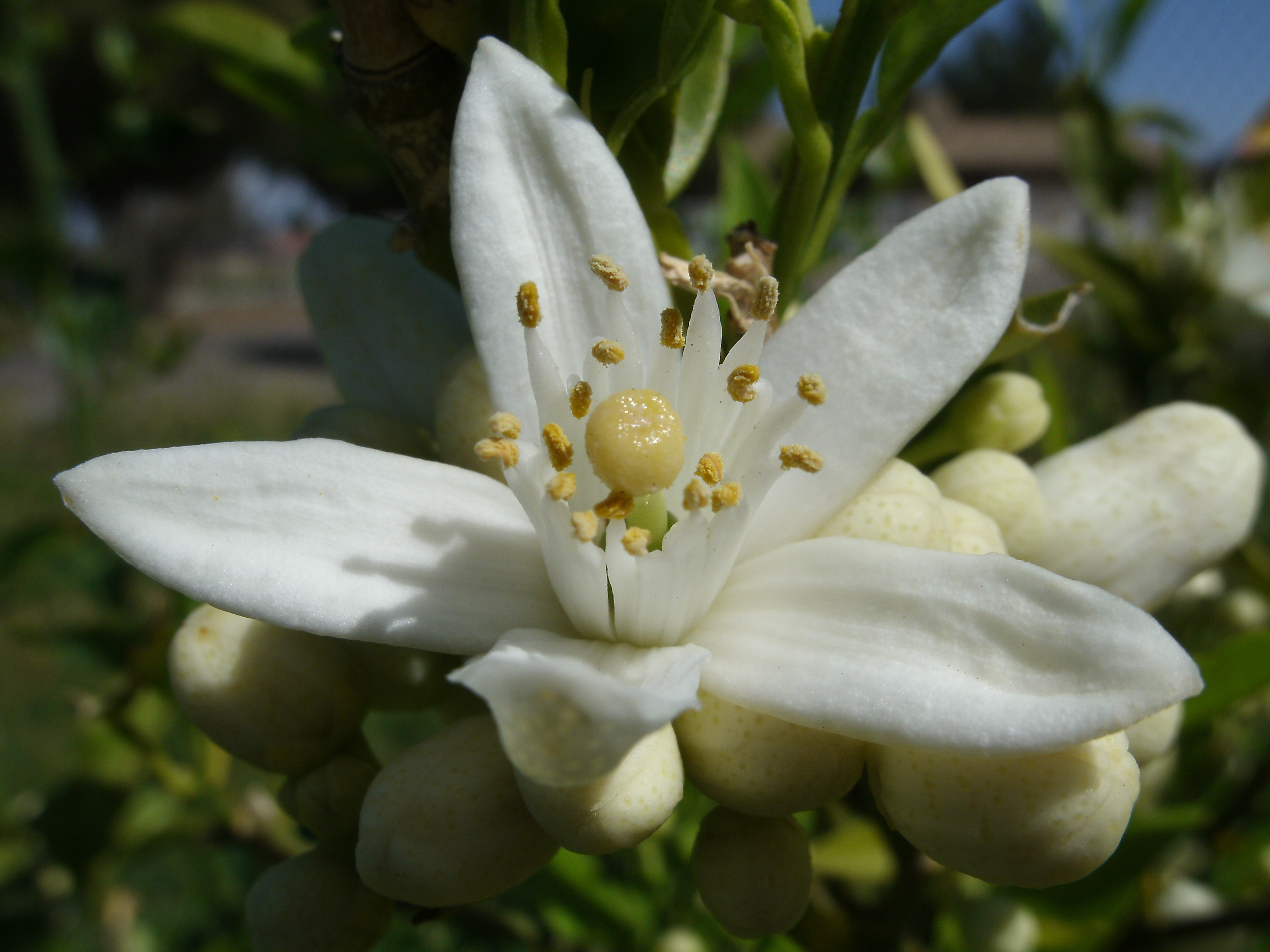 ORANGE FLOWERS (BLOSSOMS) HERBS - Bioprogreen Morocco