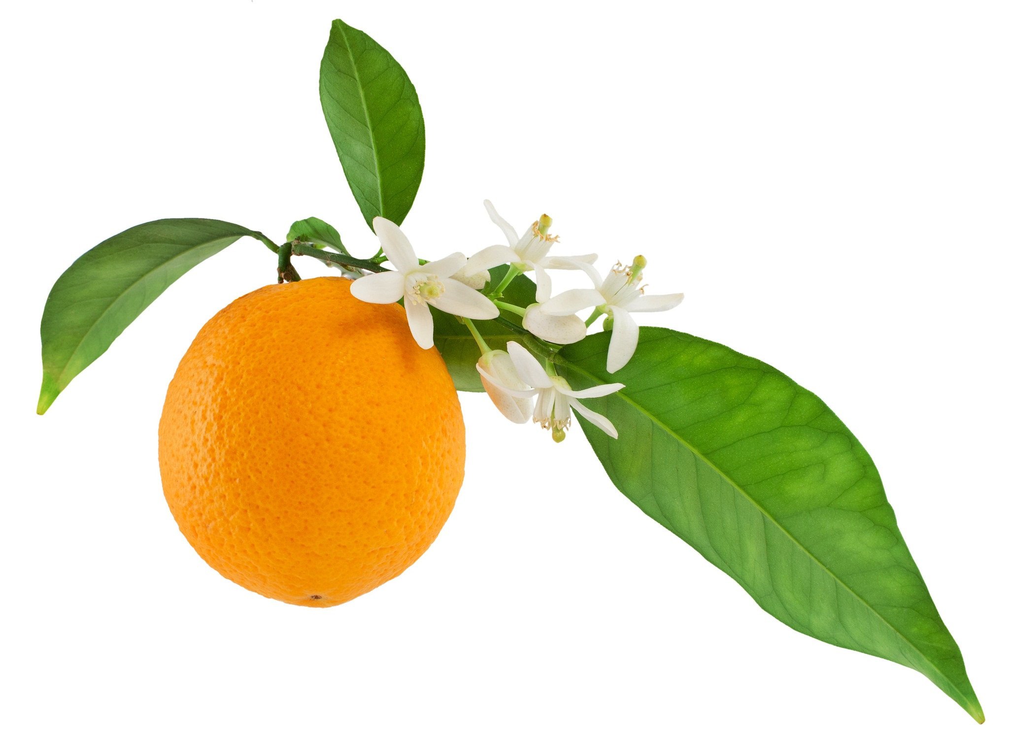 Devinez Orange Blossom Cooler Perfume – DevinezIndia