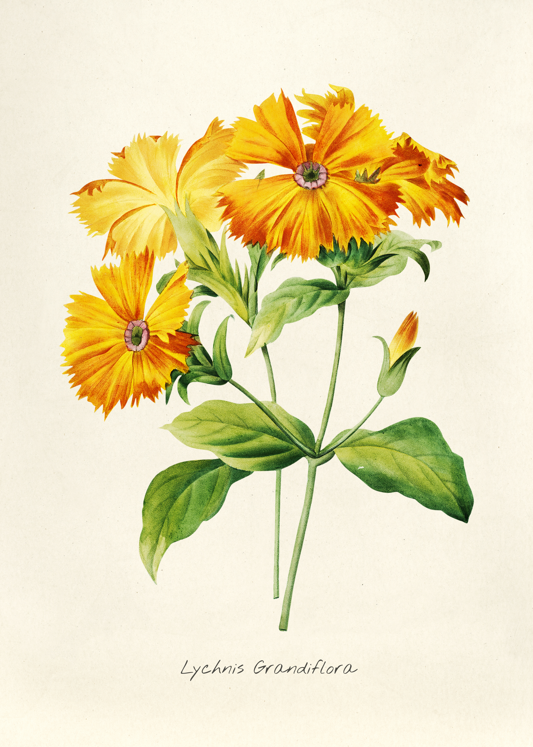 File:Vintage Flower illustration by Pierre-Joseph Redouté, digitally ...