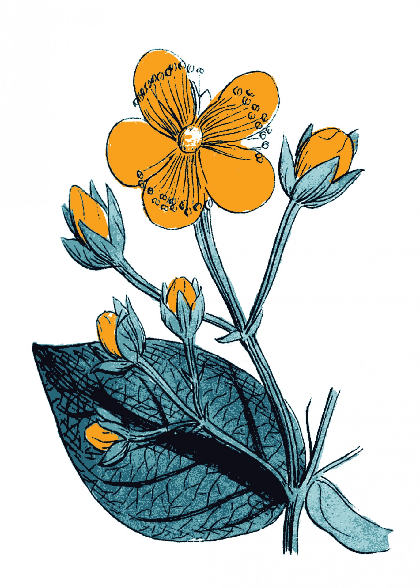 Orange Flower Illustration Free Stock Photo - Public Domain Pictures