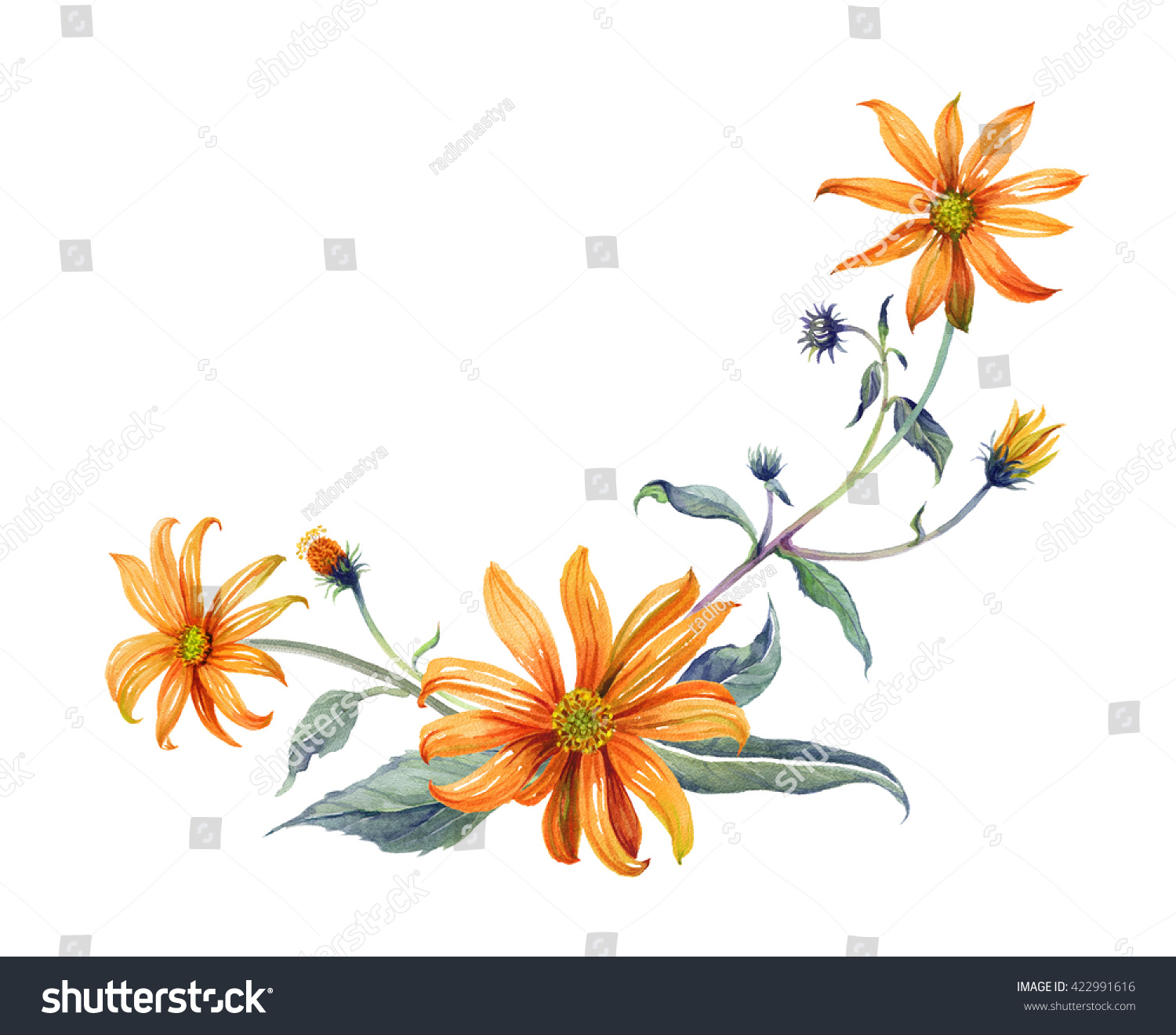 Watercolor Branch Orange Flowers Stock Illustration 422991616 ...
