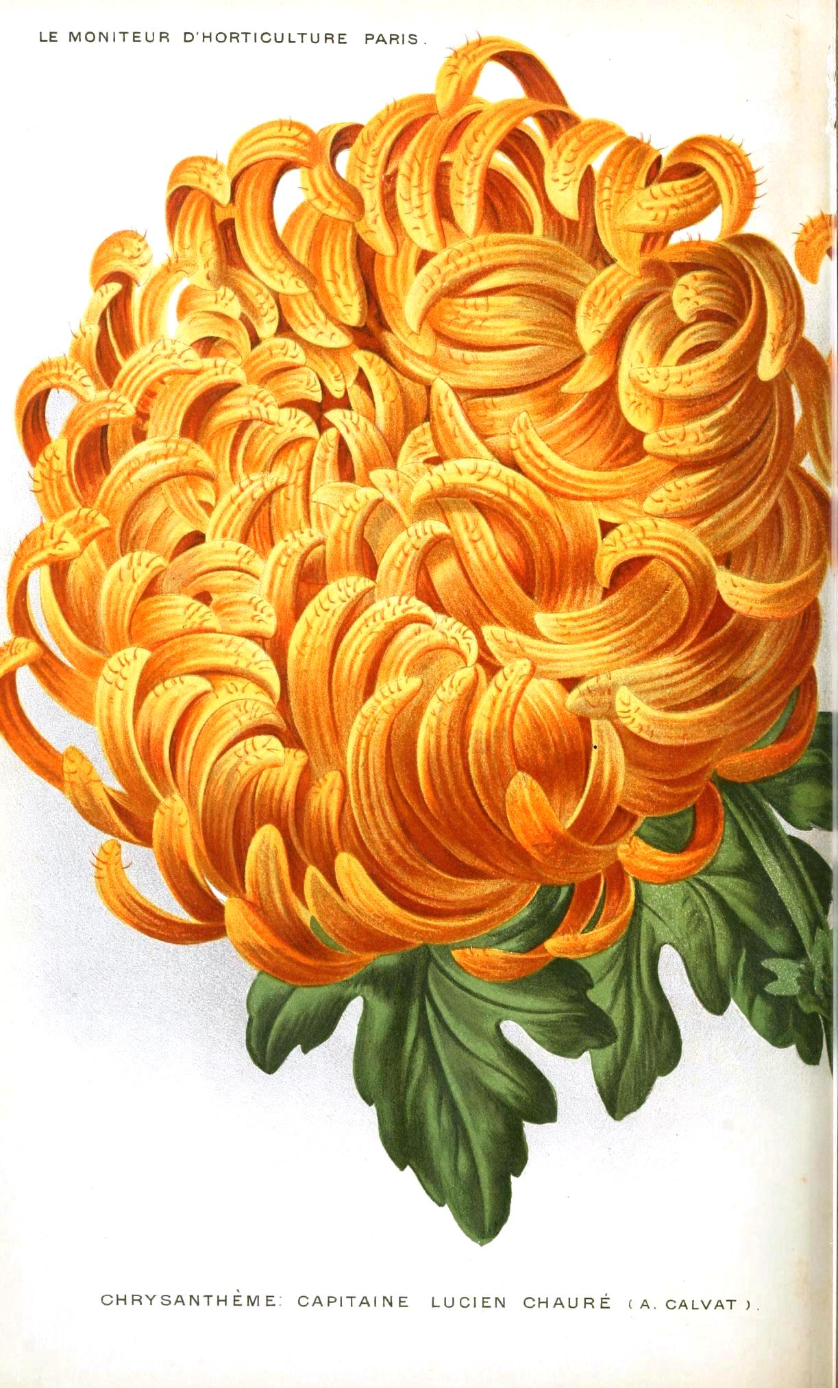 Chrysanthemum, orange. Le Moniteur d'horticulture. 1895. | vintage ...