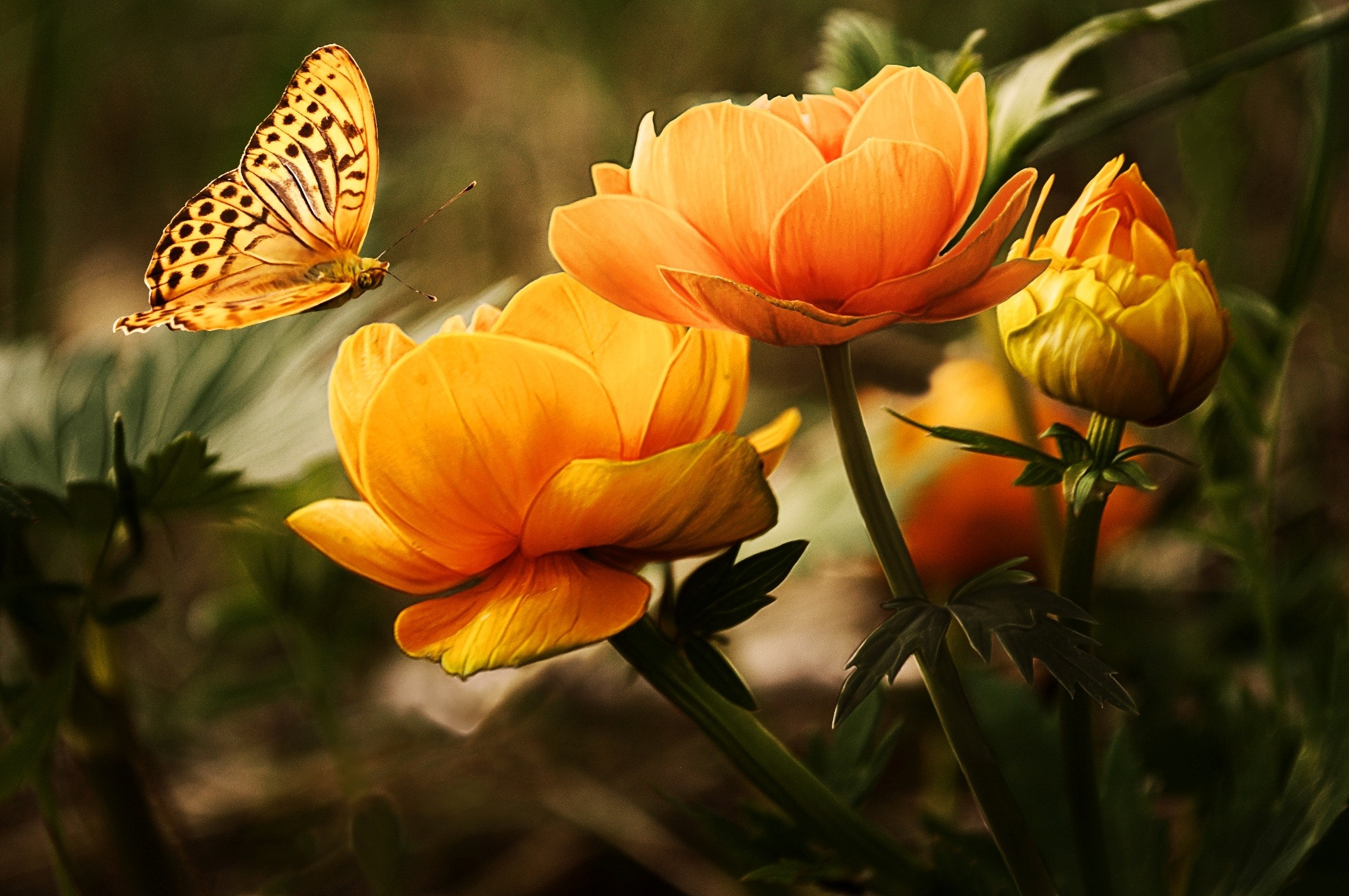 Orange flower with butterfly photo