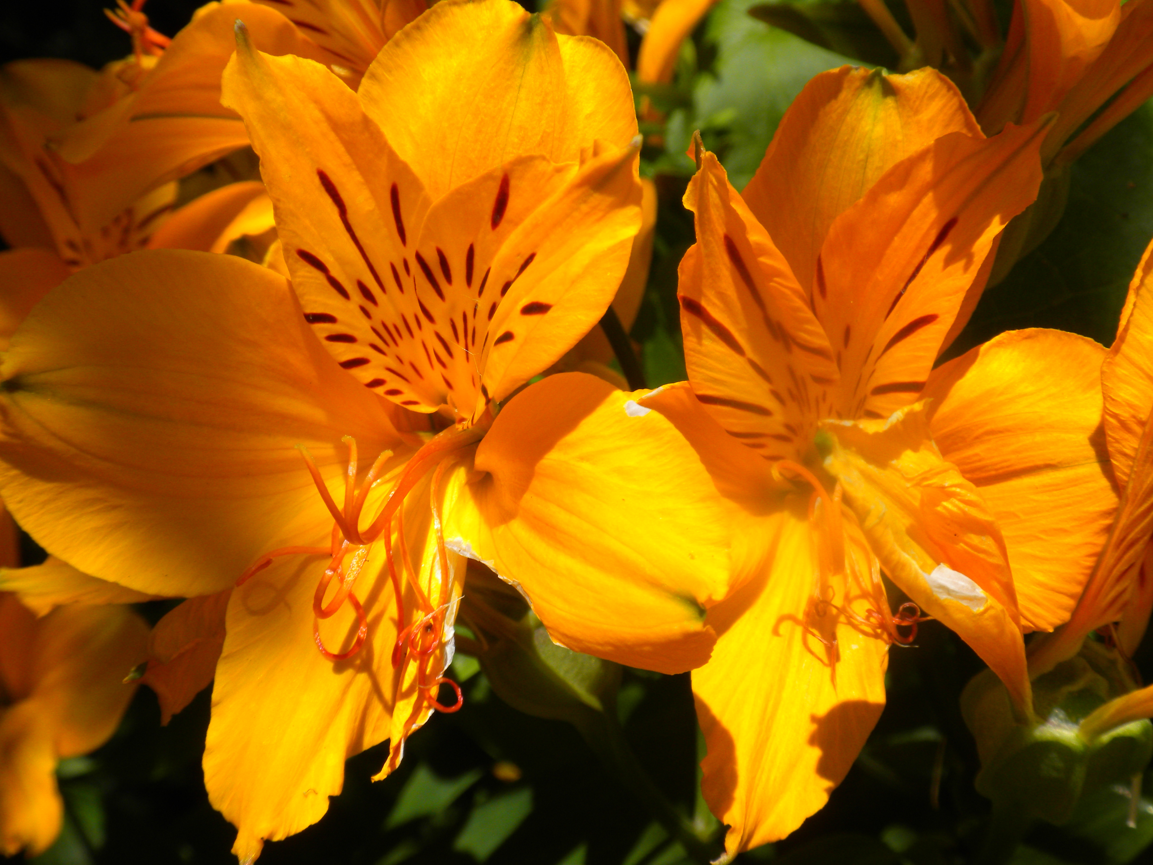 File:Orange flowers.JPG - Wikimedia Commons