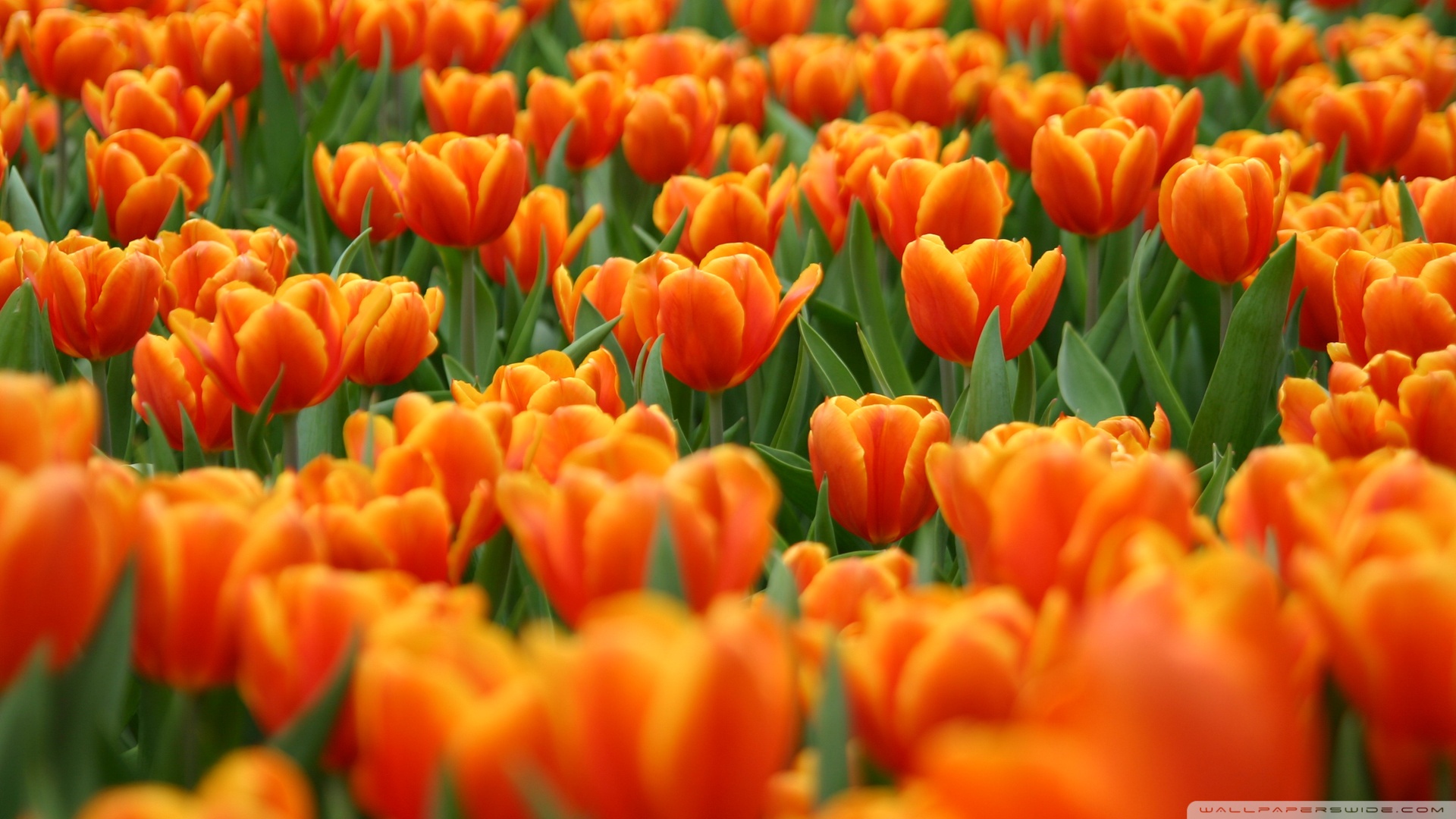 Download Orange Tulips Spring Flowers Wallpaper 1920x1080 ...