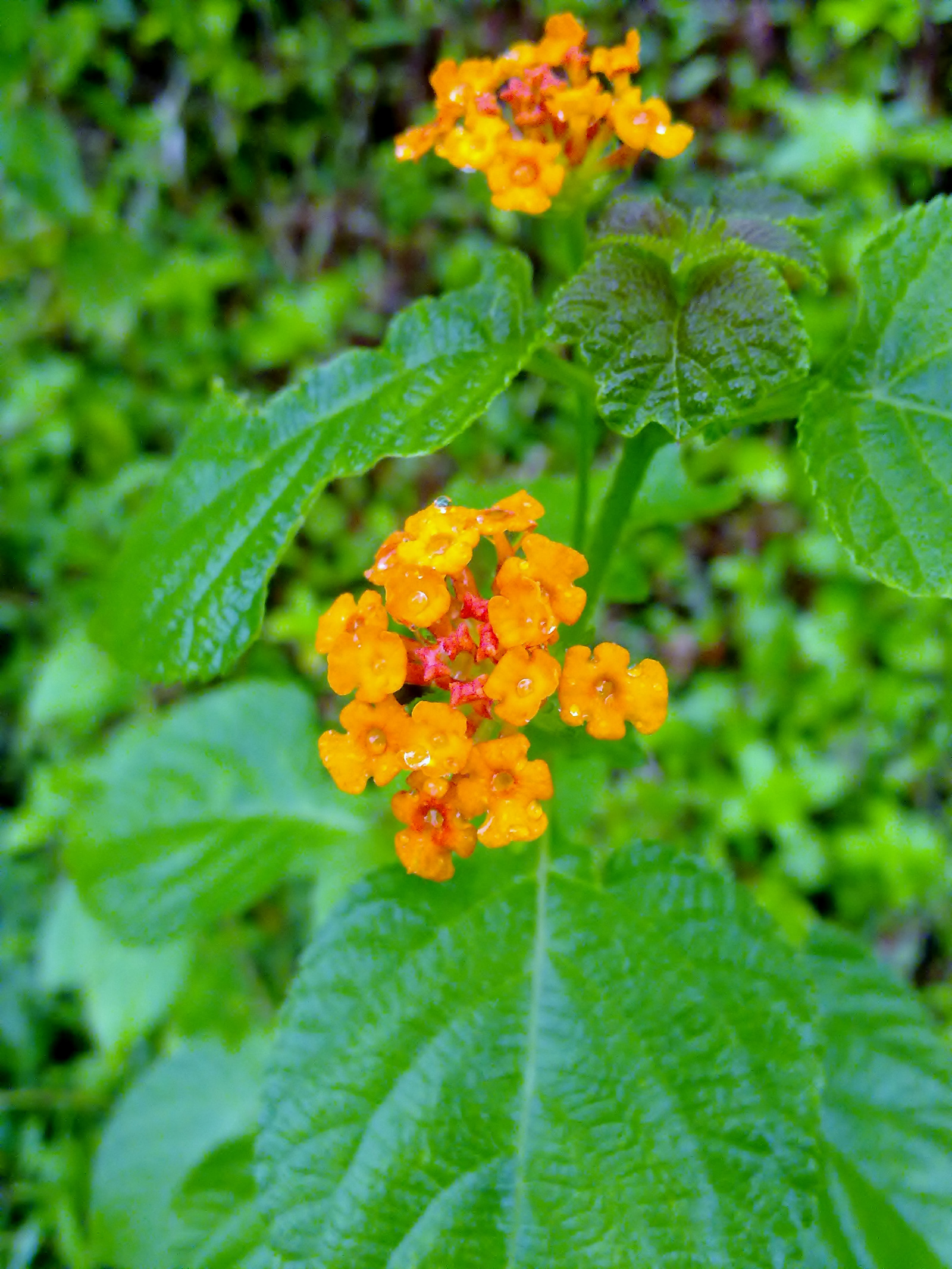 Free Photo Orange Flowers Yellow Pink Nature Free Download Jooinn