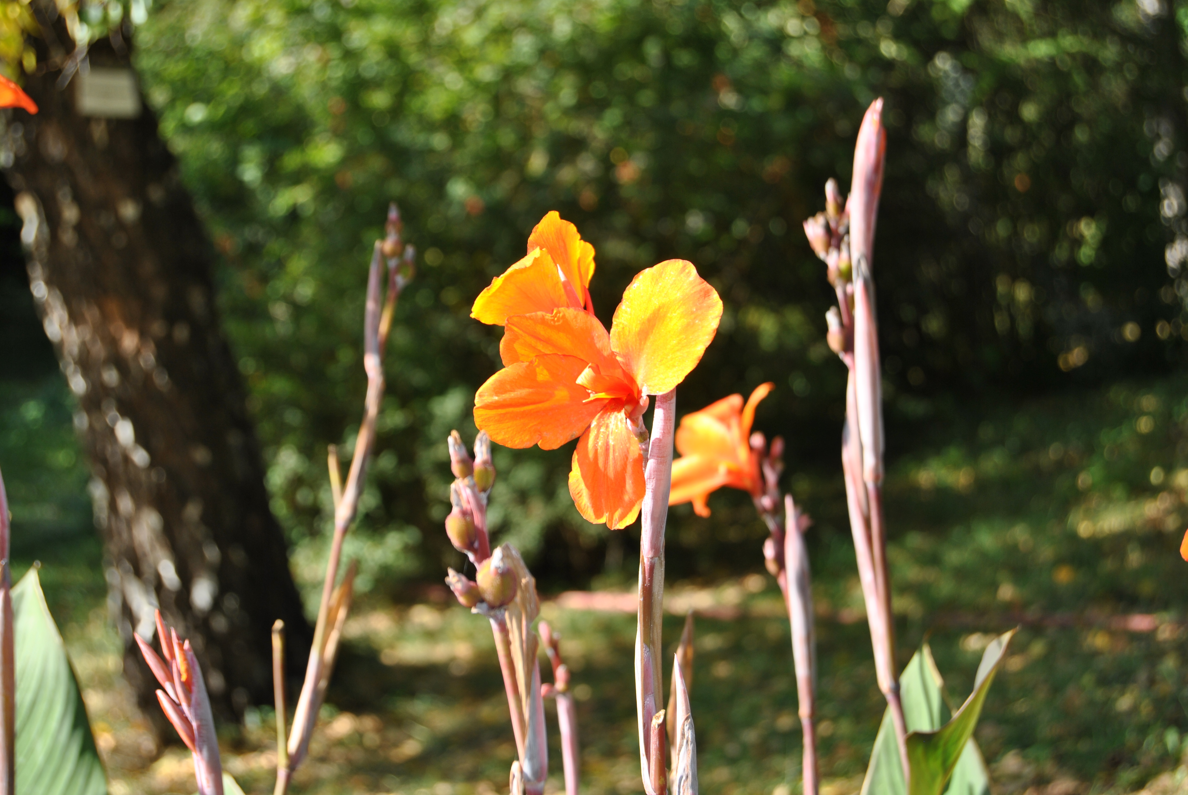 Orange flowers photo
