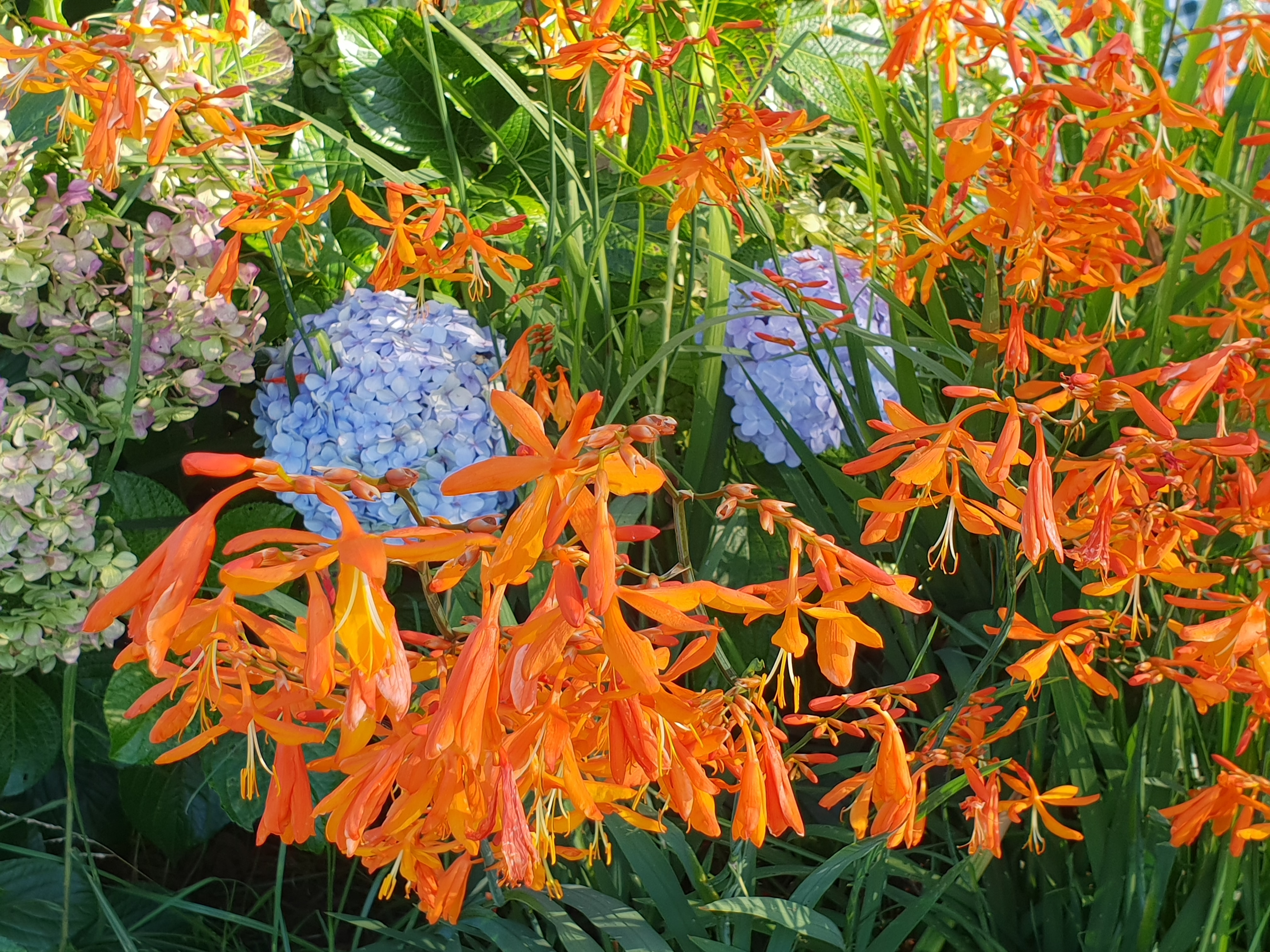 Orange flowers in the garden photo