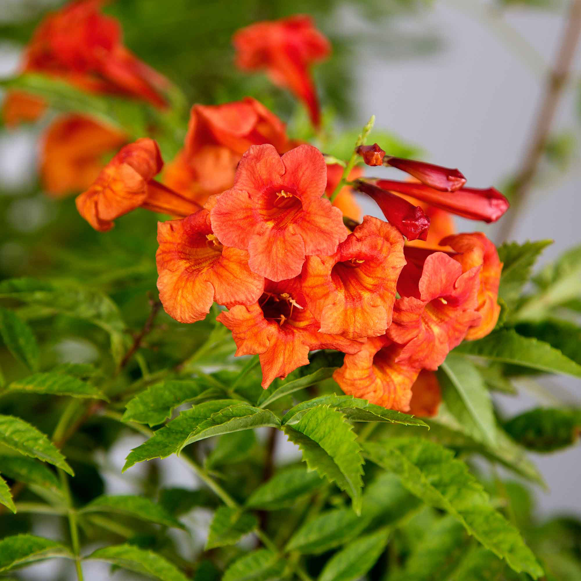 9 Flowers to Paint Your Garden Orange - Sunset Magazine