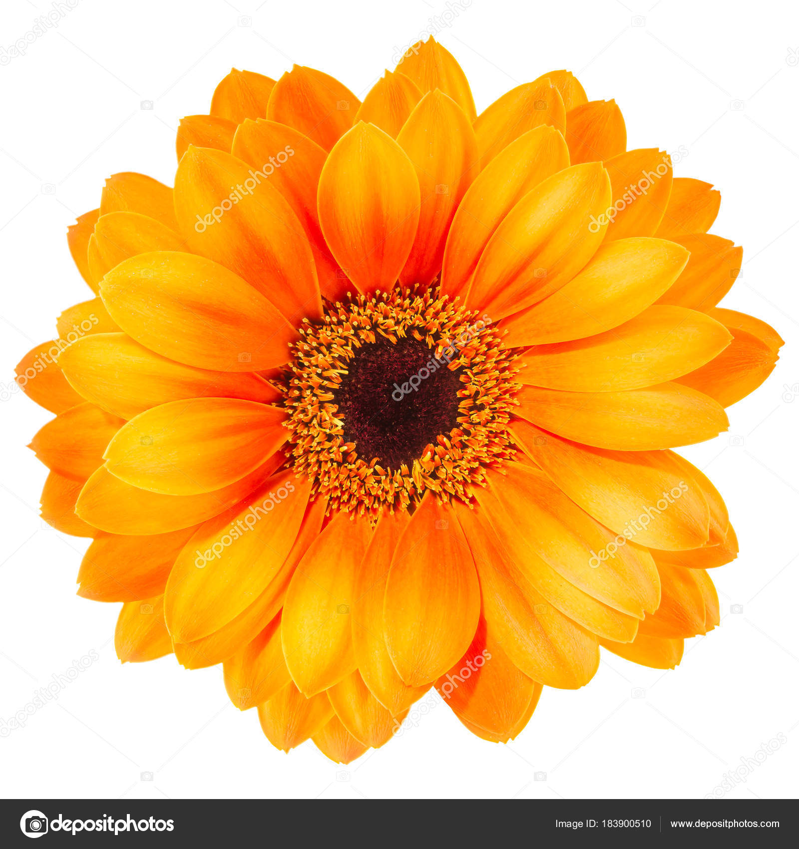 Orange gerbera flower isolated on white background — Stock Photo ...