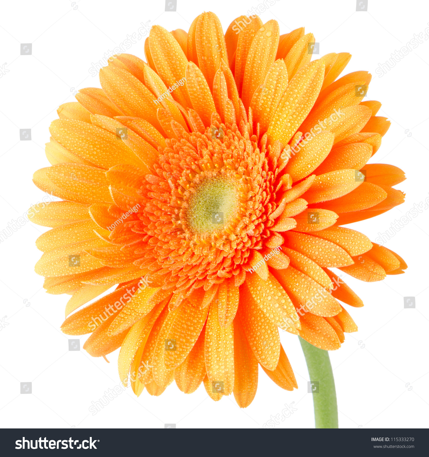 Orange Gerbera Daisy Flower Isolated On Stock Photo (Royalty Free ...