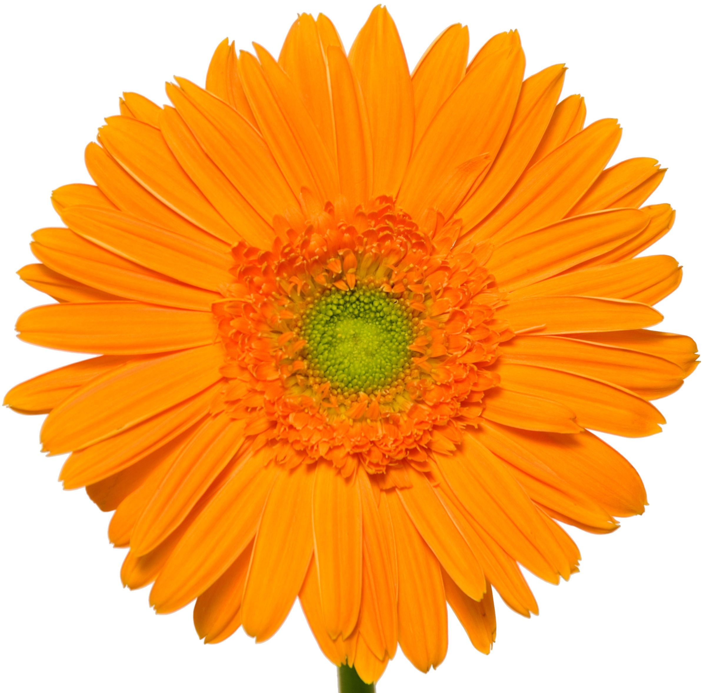 Lorca Orange Gerbera | Superb Flowers | Pinterest | Gerbera, Flower ...