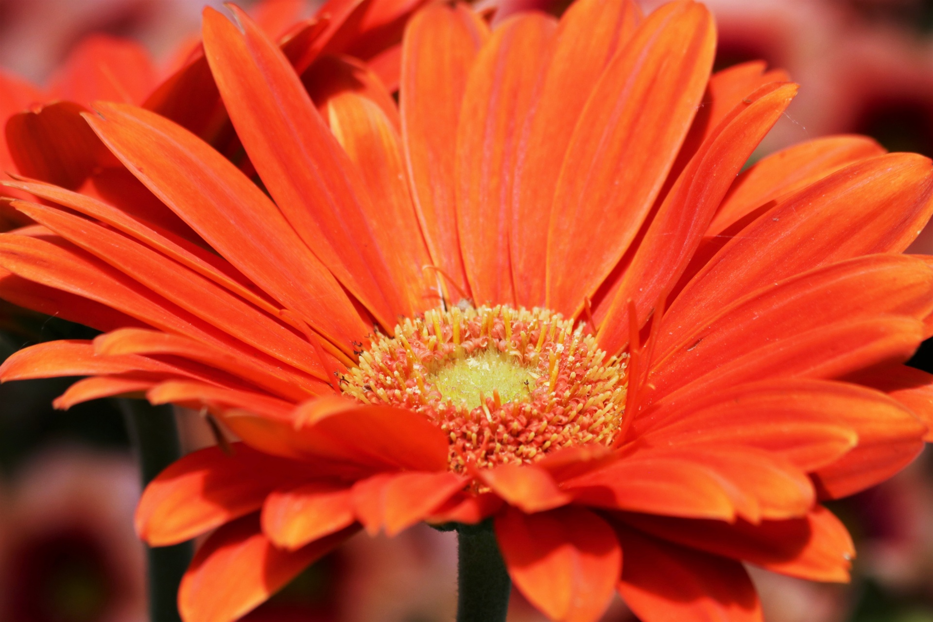 Orange Gerbera Daisy Close-up Free Stock Photo - Public Domain Pictures