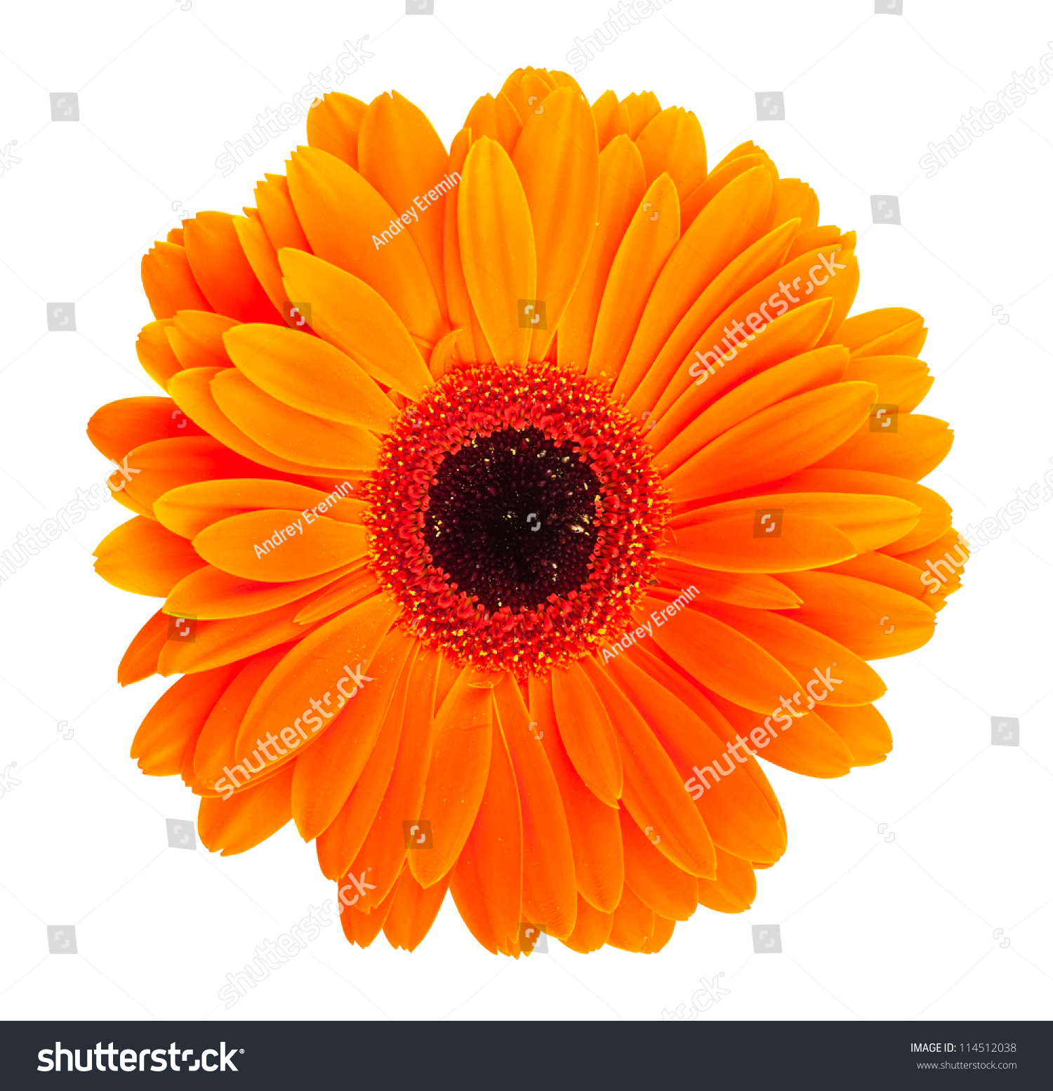 Single Orange Gerbera Flower Isolated On Stock Photo (100% Legal ...