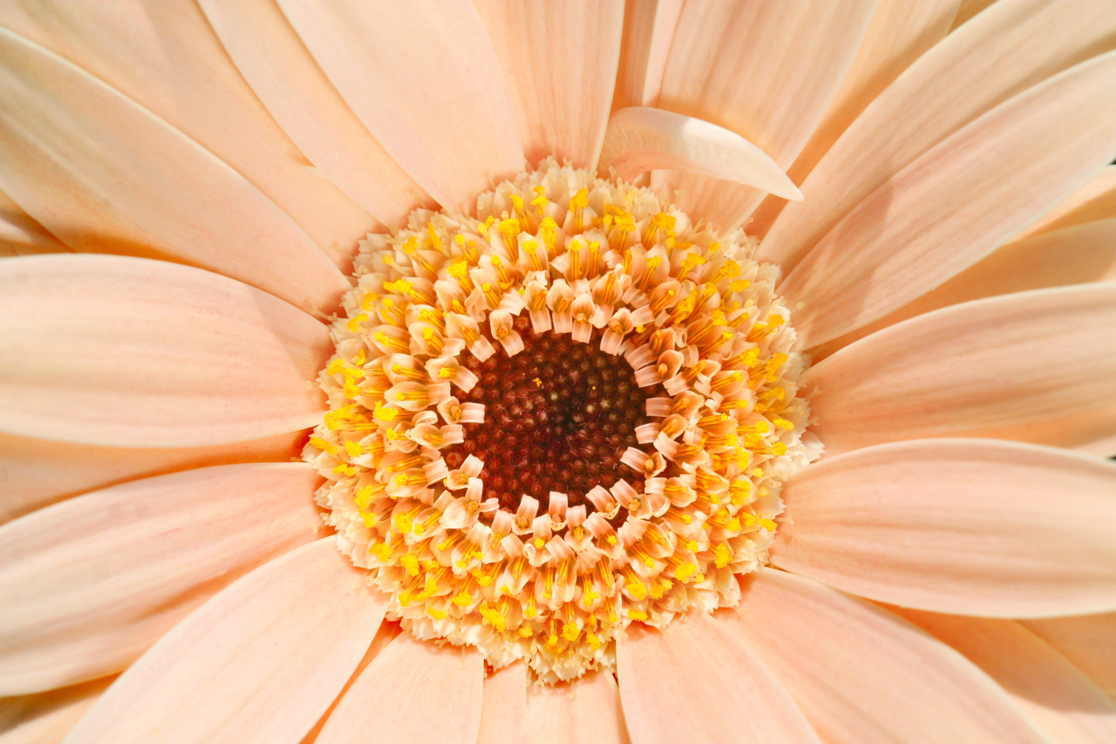 Orange gerbera daisy, Gerbera, Daisy, Flower HD wallpaper ...