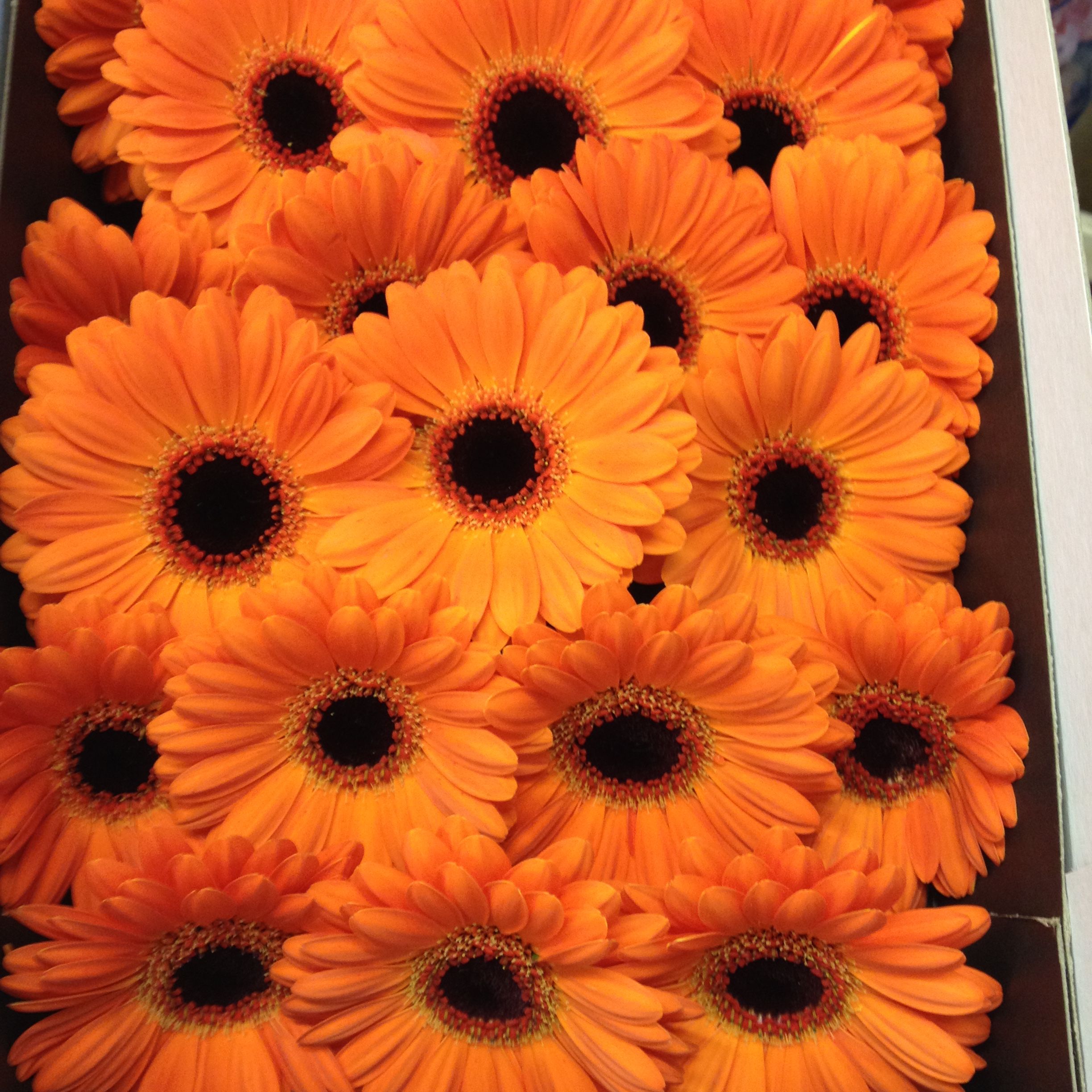 Orange Gerbera with black centres called 'Allure' Sold in boxes of ...