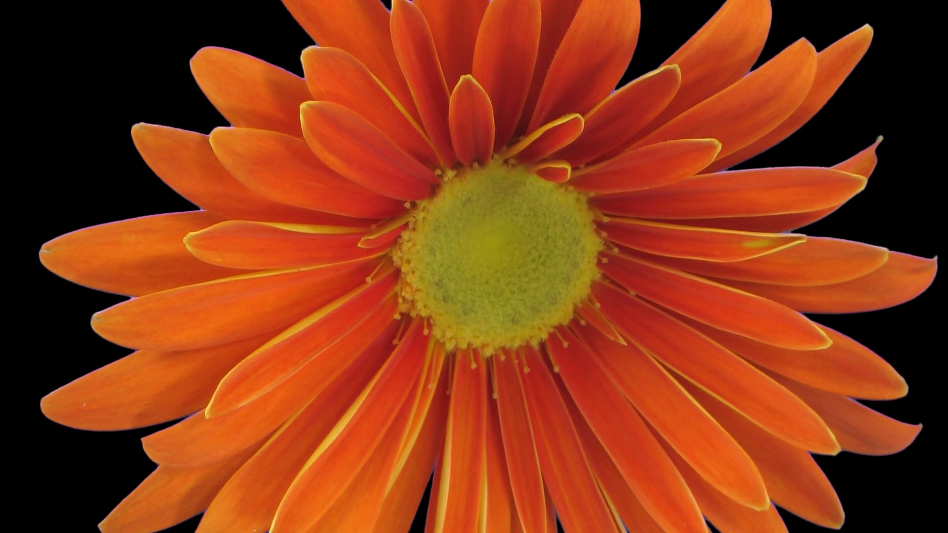 Time-lapse of growing and opening orange gerbera flower 5b1 in PNG+ ...