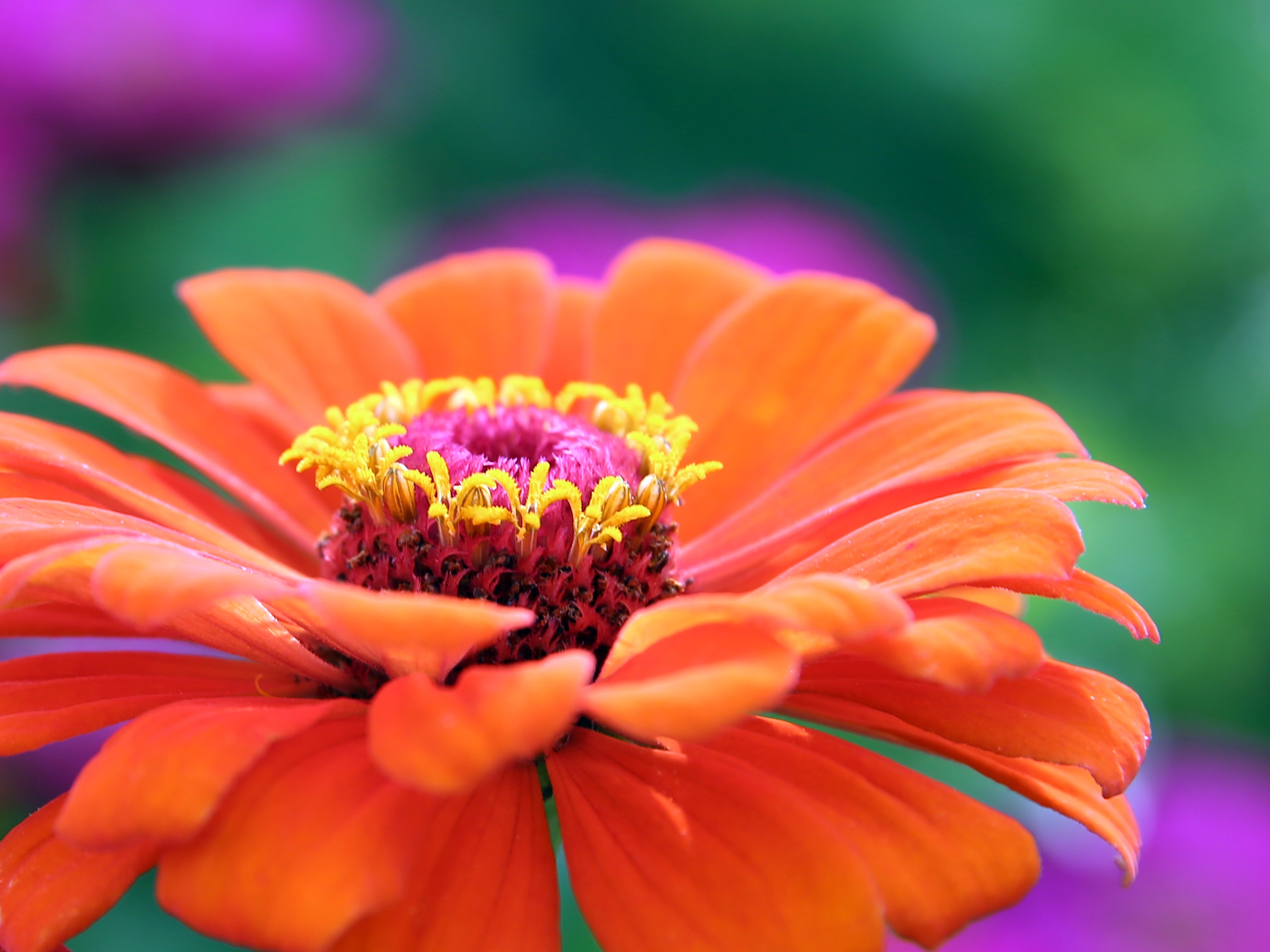 Orange gerbera flower photo