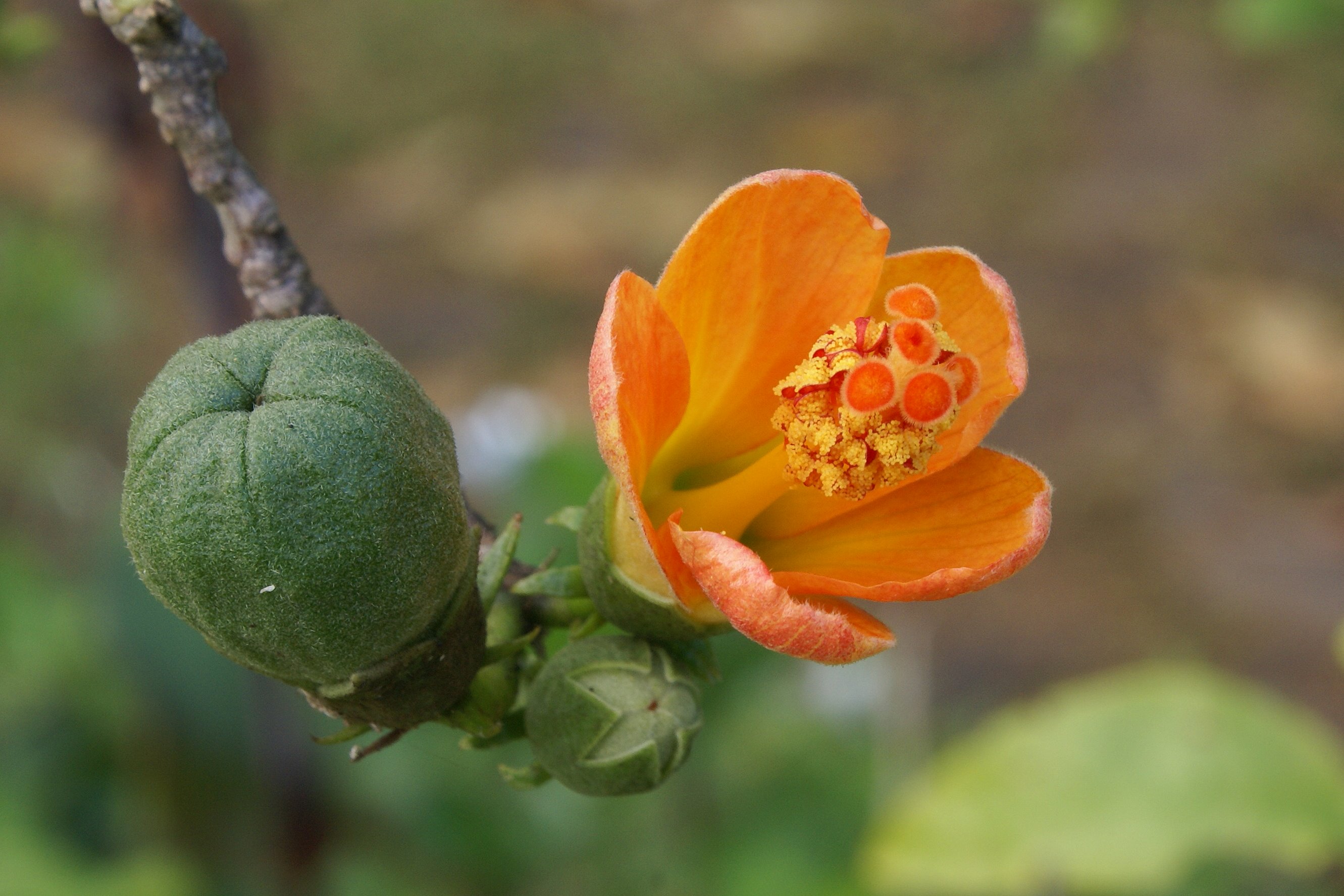 File:Hibiscus boryanus fruit flower & bud.JPG - Wikimedia Commons