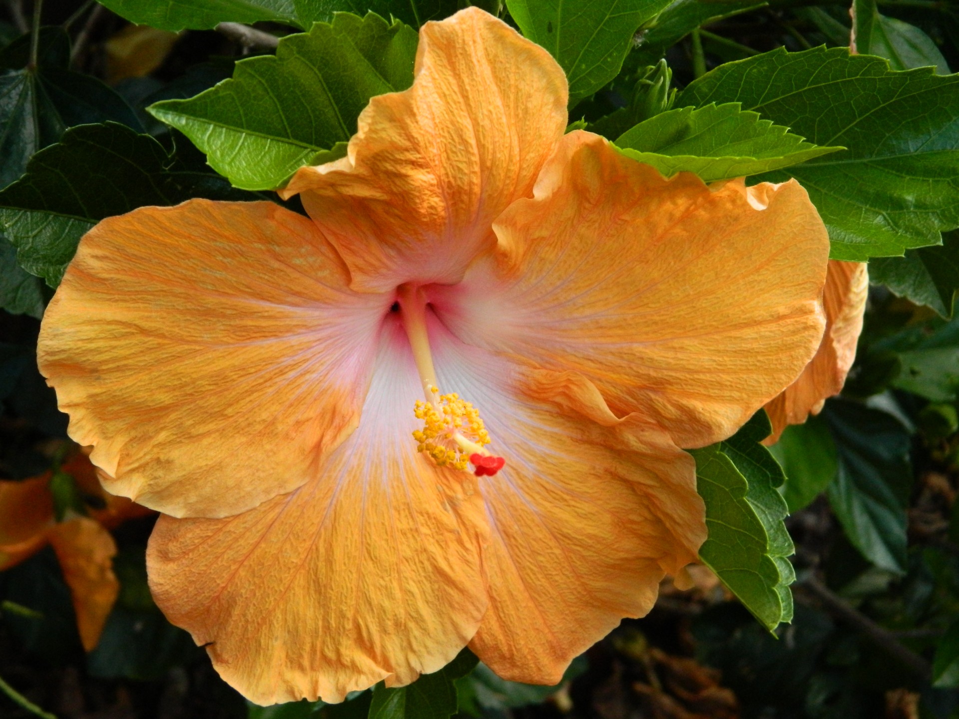 Orange Hibiscus Flower Free Stock Photo - Public Domain Pictures