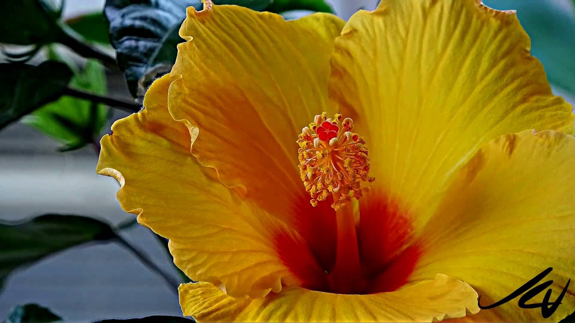 Hibiscus flower opening and closing - Timelapse Sony 4k FDR AX53 ...