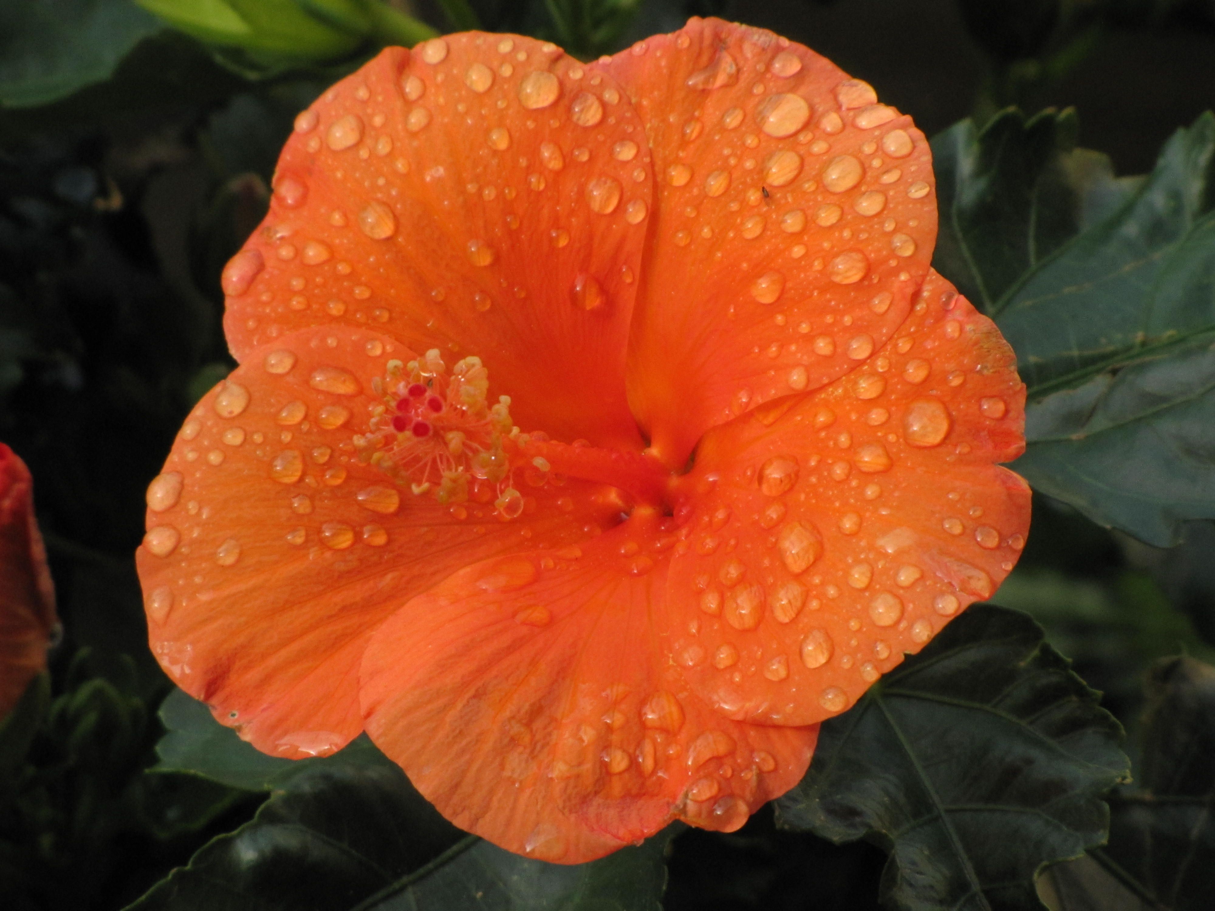 Orange Hibiscus flower just after a rain shower. | The Garden ...