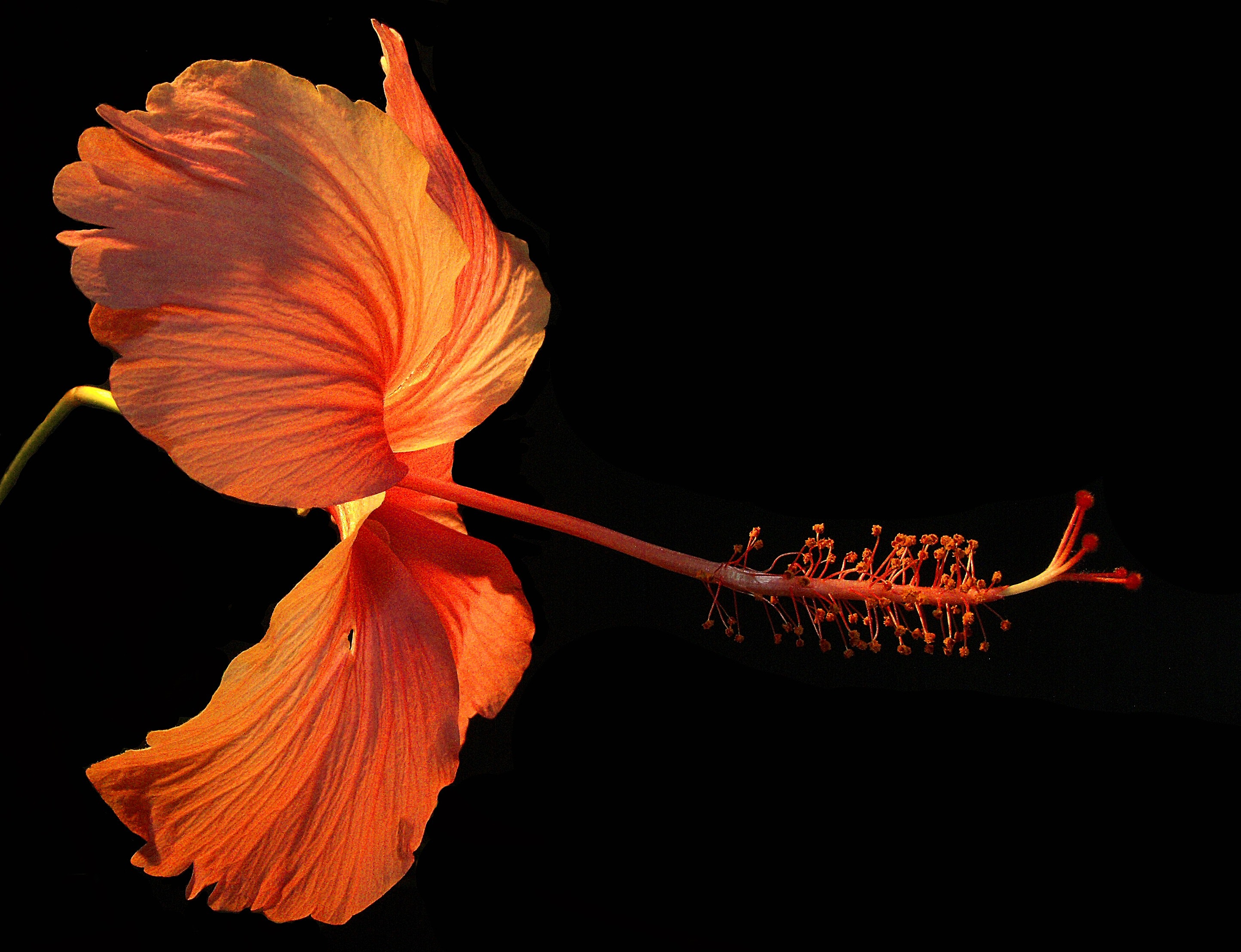 Orange Hibiscus Flower on Black Background · Free Stock Photo